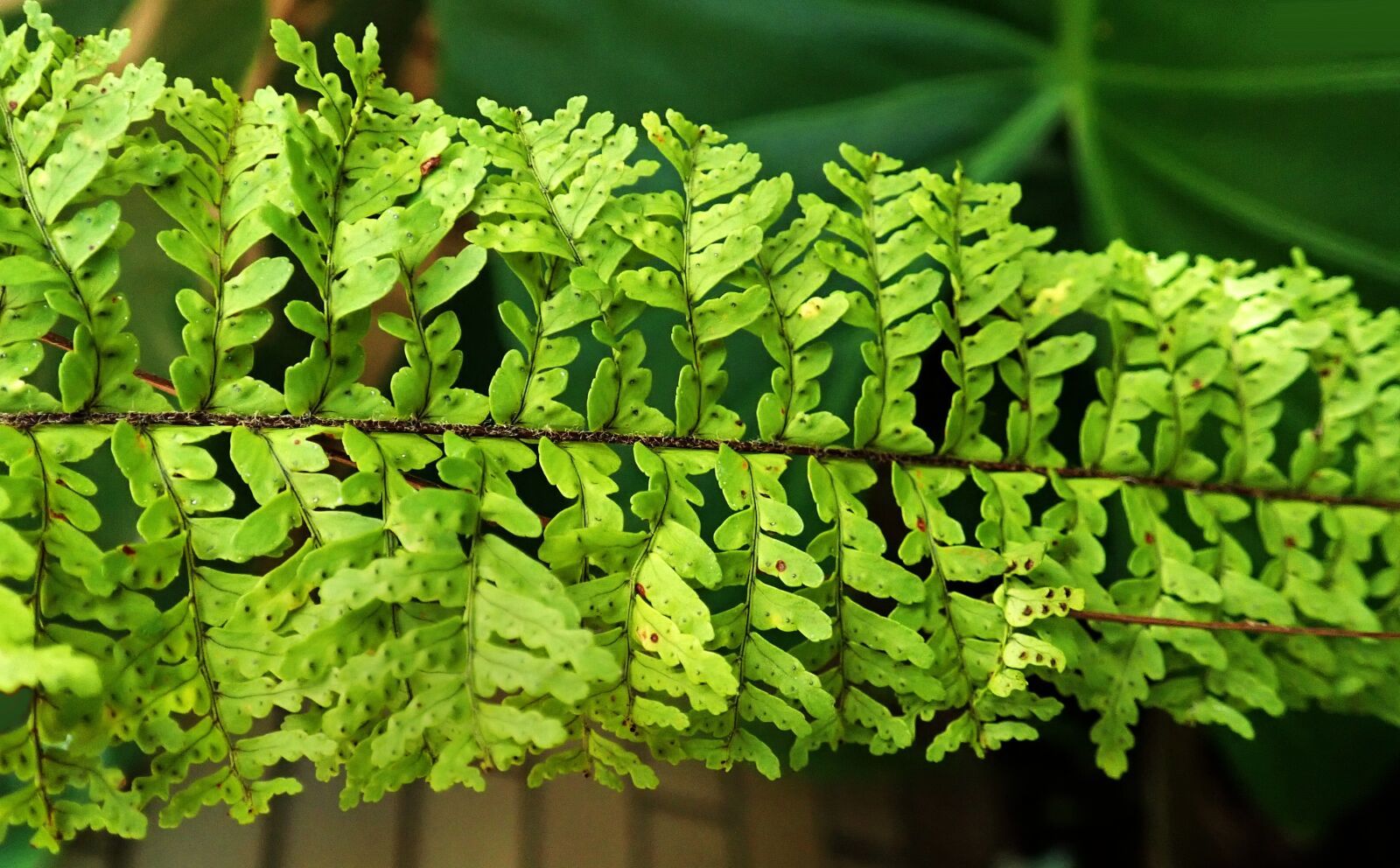 Olympus TG-5 sample photo. Fern, frond, leaf photography