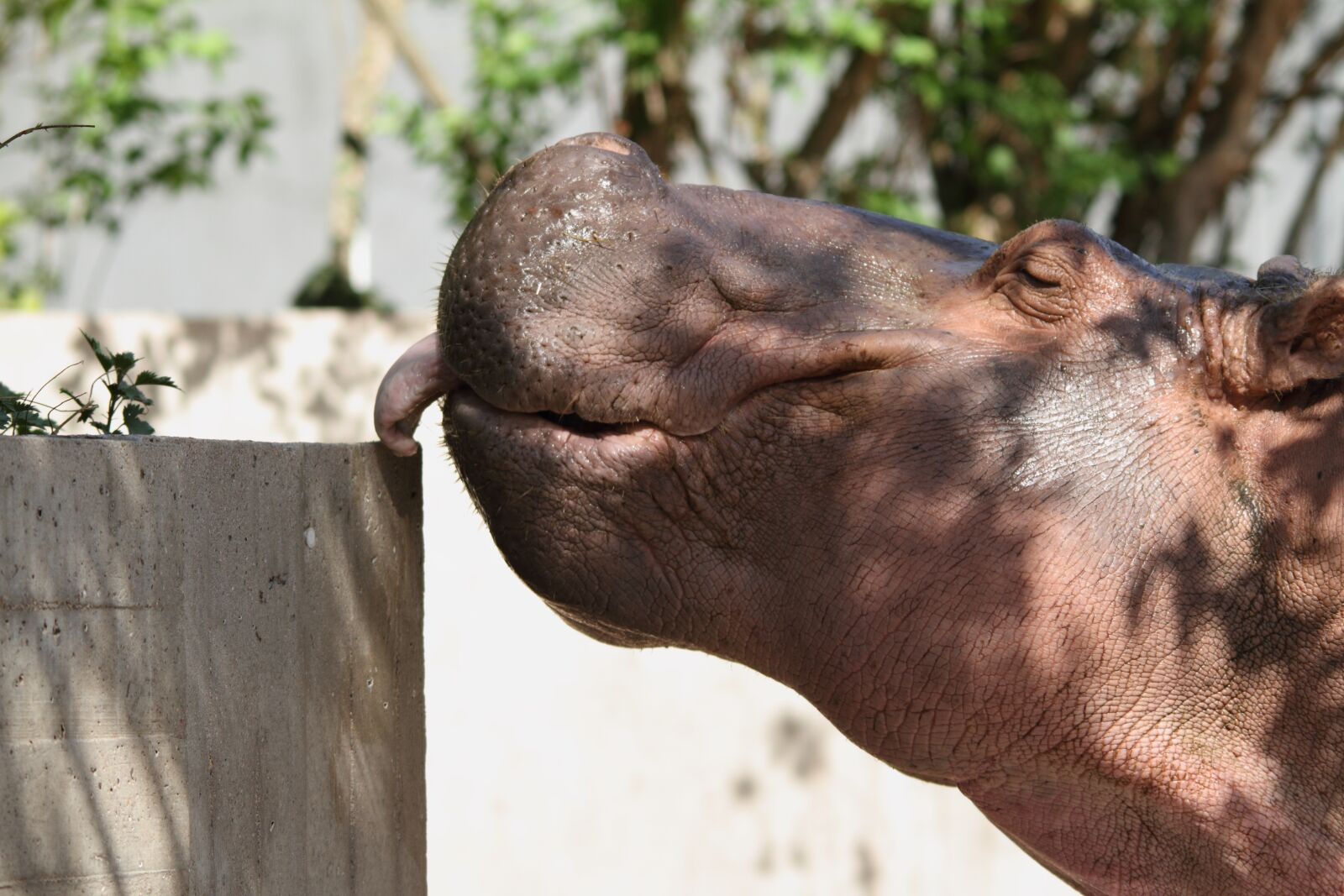 Canon EOS 7D sample photo. Hippo, zoo, funny photography