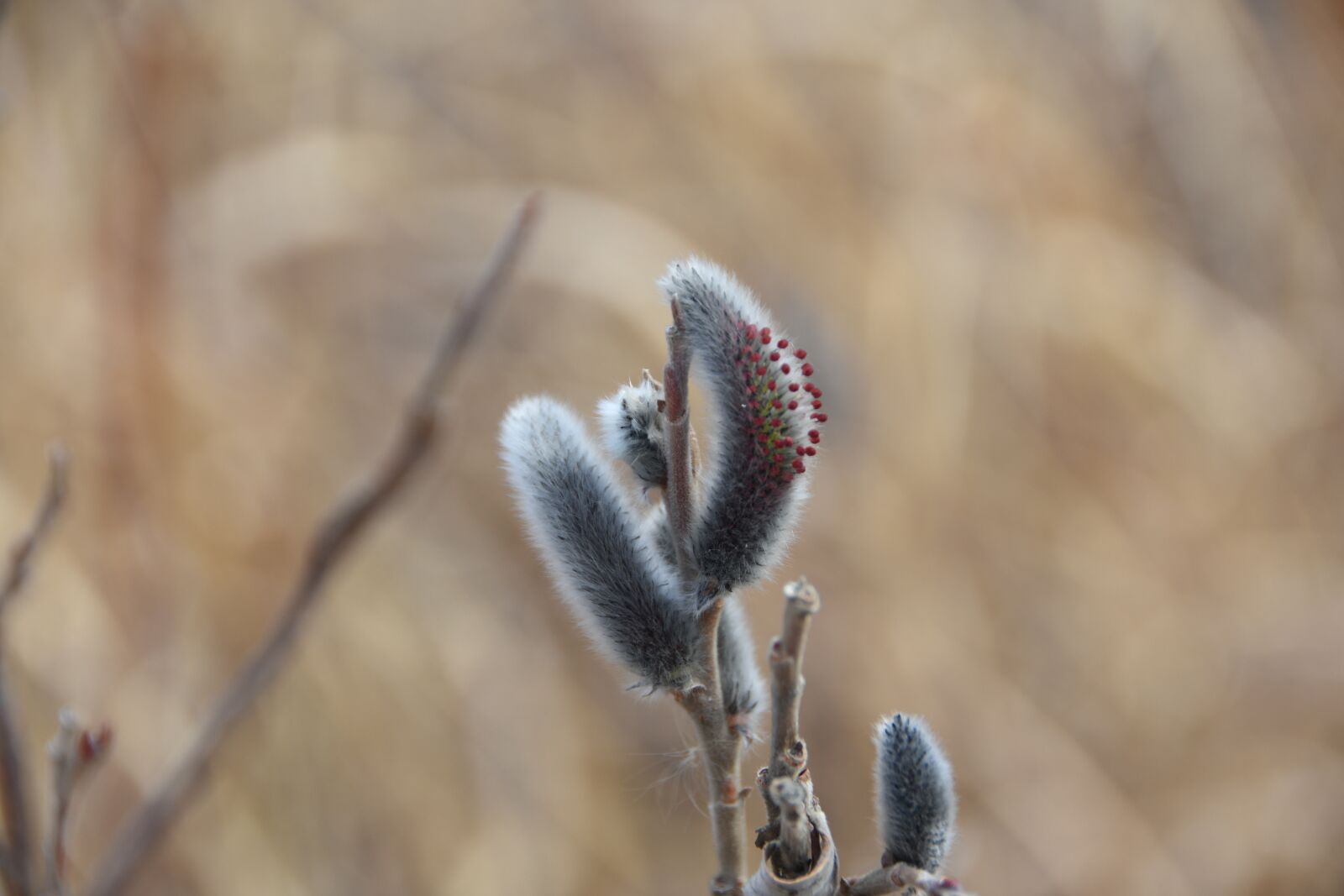 Nikon D7200 sample photo. Spring, flowers, plants photography