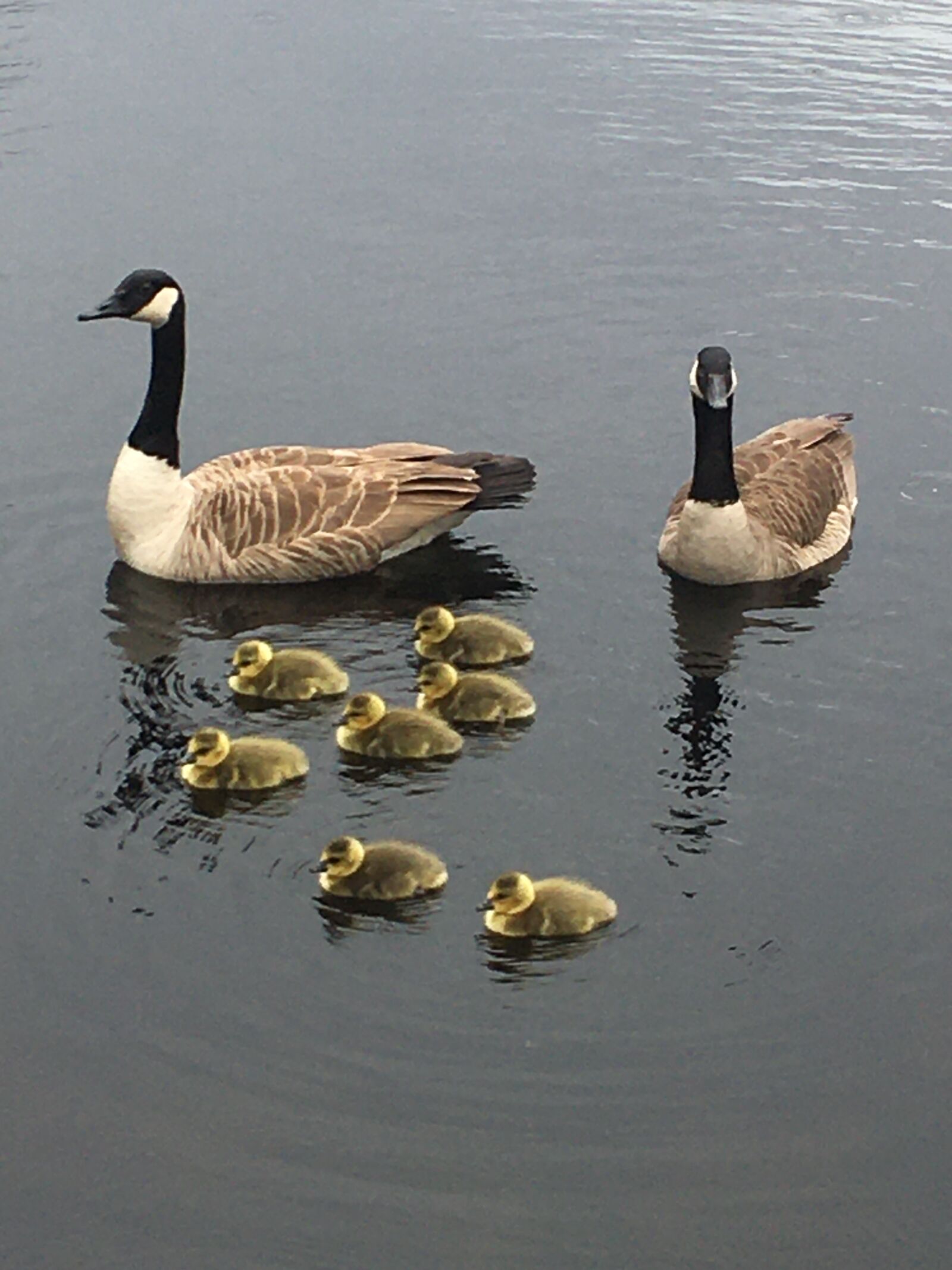 iPhone 6s back camera 4.15mm f/2.2 sample photo. Geese, pond, water photography