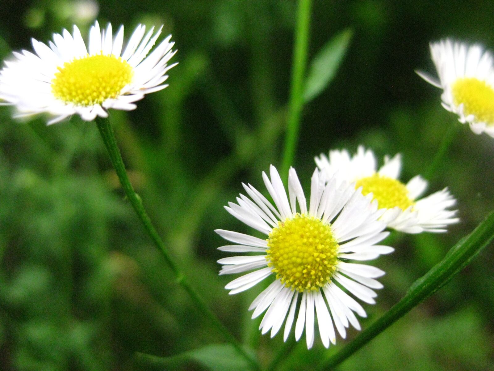 Canon PowerShot SD1100 IS (Digital IXUS 80 IS / IXY Digital 20 IS) sample photo. Wildflowers, white, daisies photography