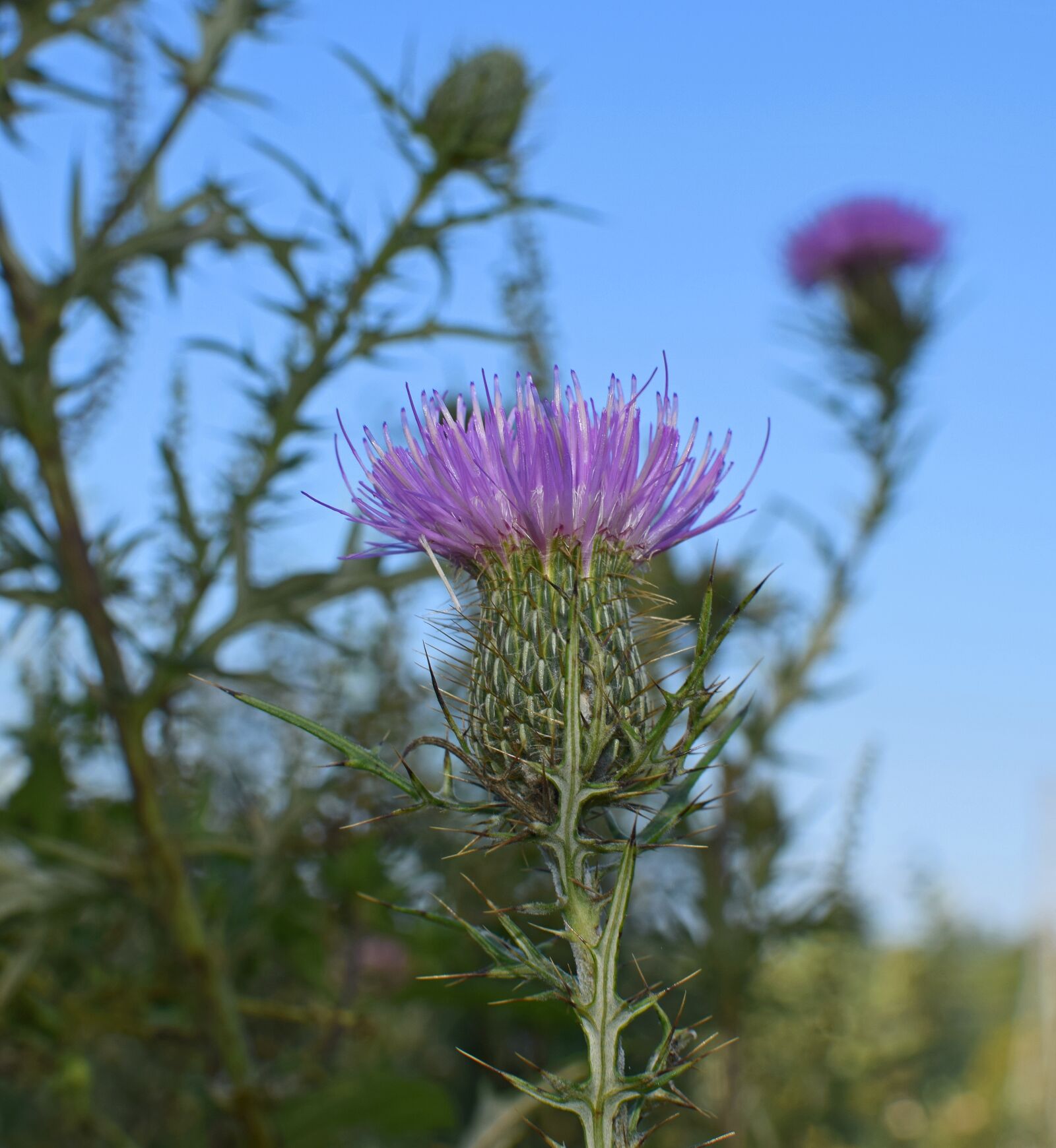 Nikon D3300 sample photo. Common thistles against the photography