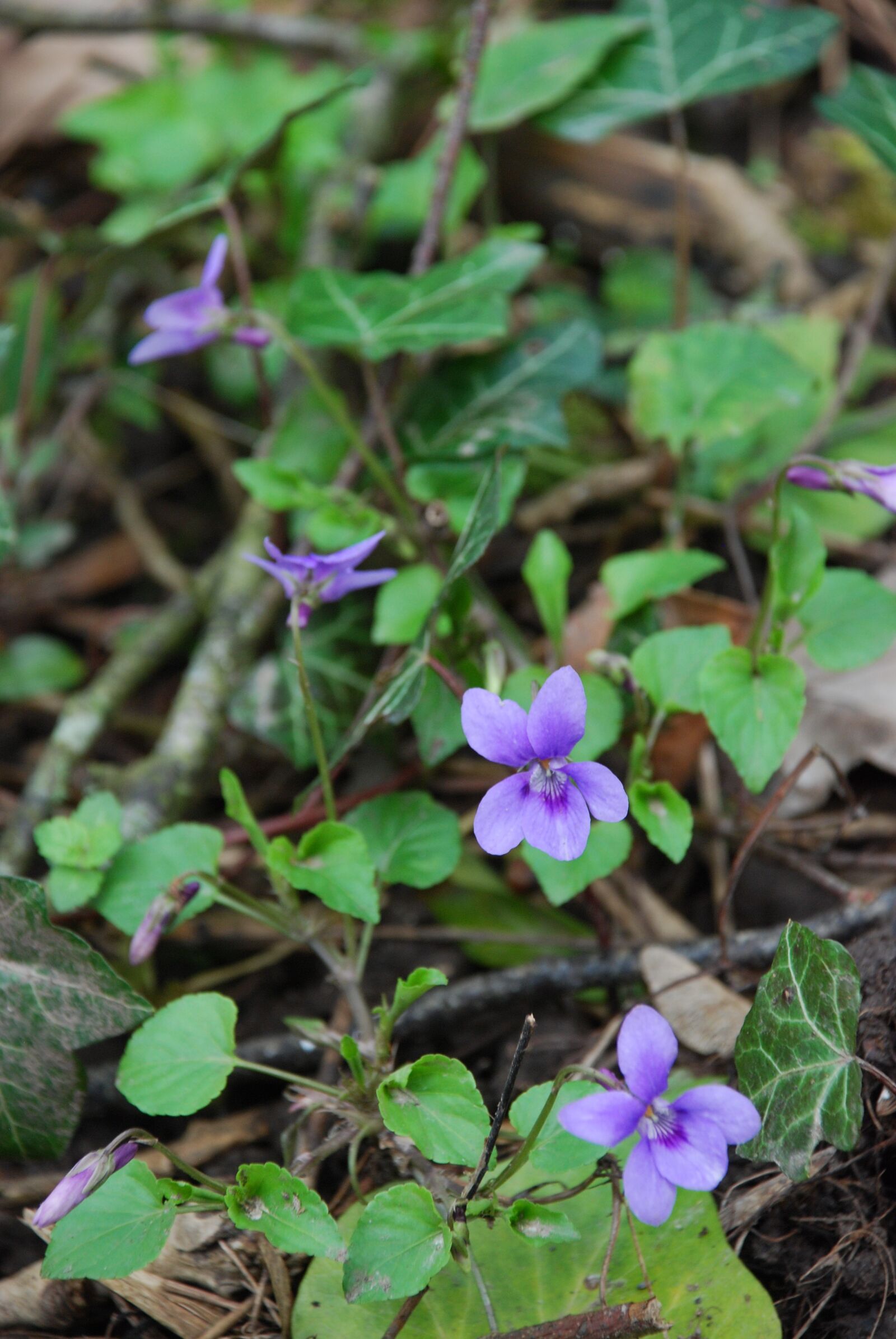 Nikon D80 sample photo. Violet, woodland, flower photography