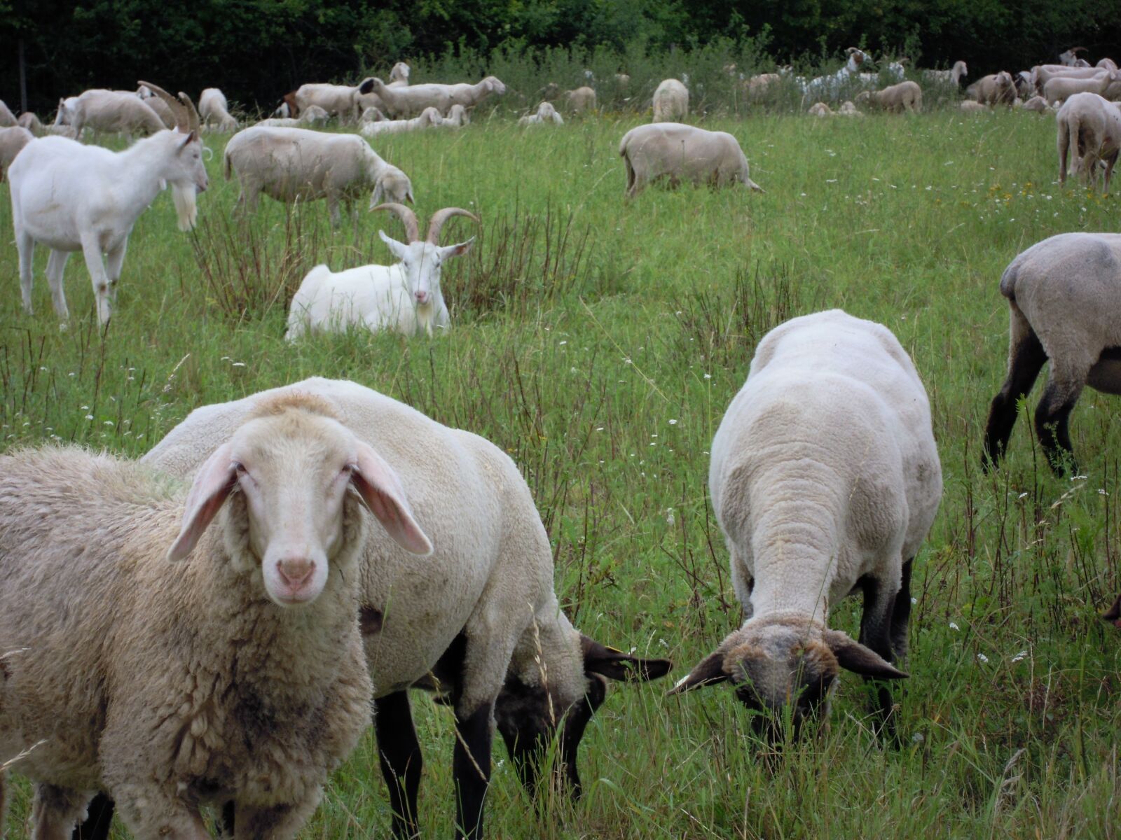 Nikon Coolpix S5100 sample photo. Sheep, meadow, animals photography
