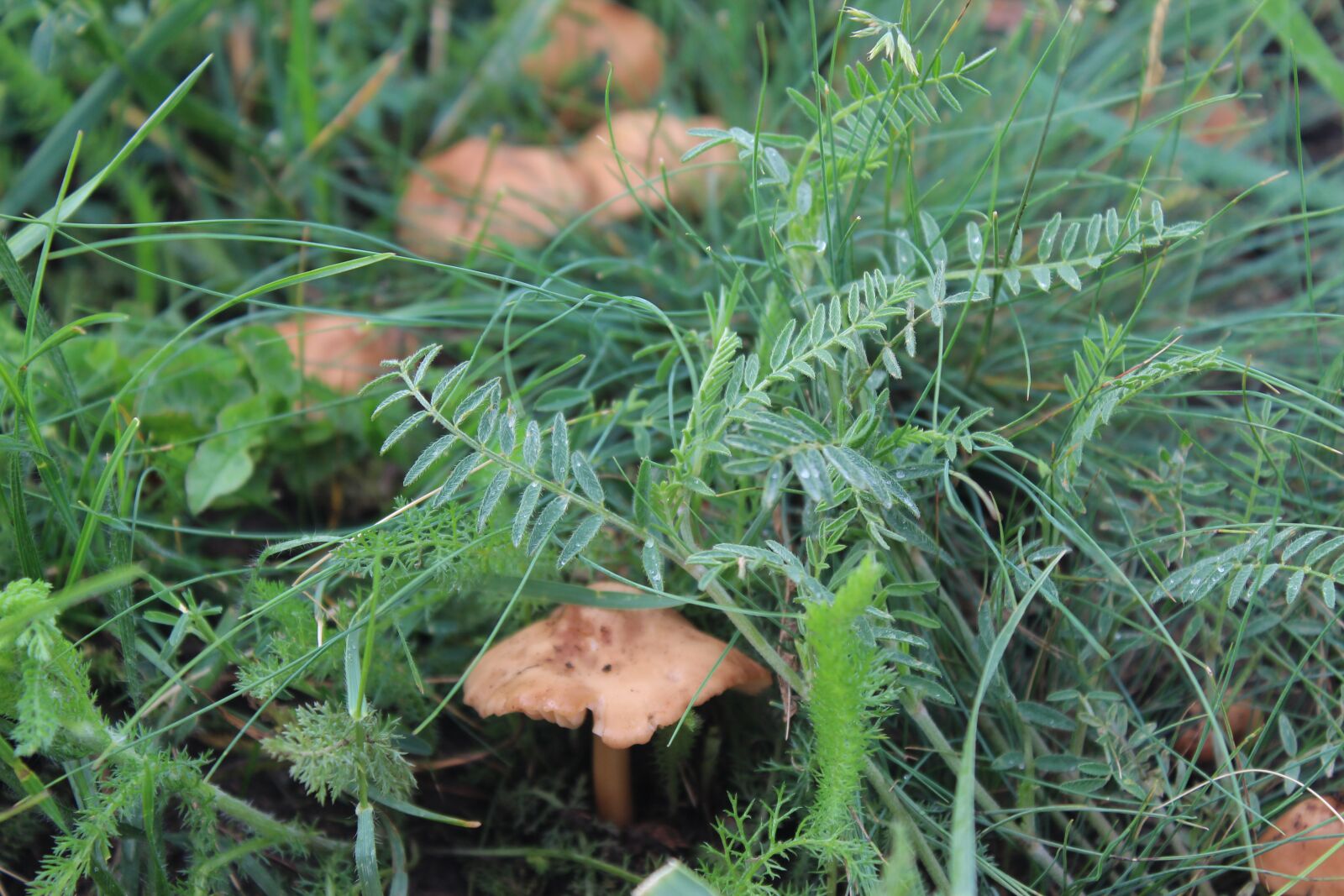 Canon EOS 1300D (EOS Rebel T6 / EOS Kiss X80) sample photo. Mushrooms, nature, toadstool photography