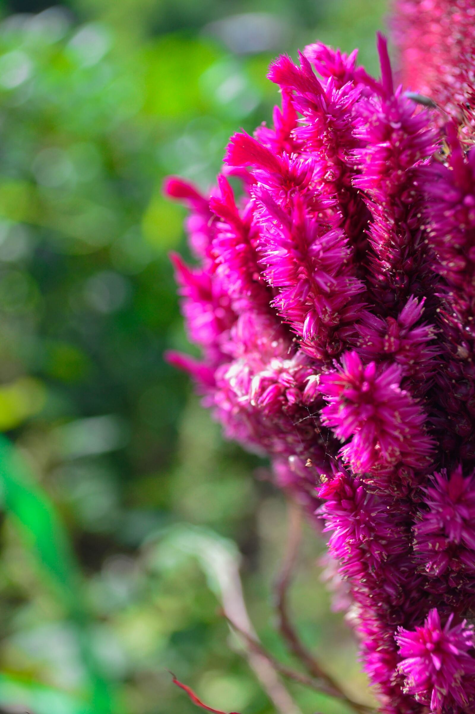 Nikon D3200 sample photo. Cristata, autumn, flowers photography