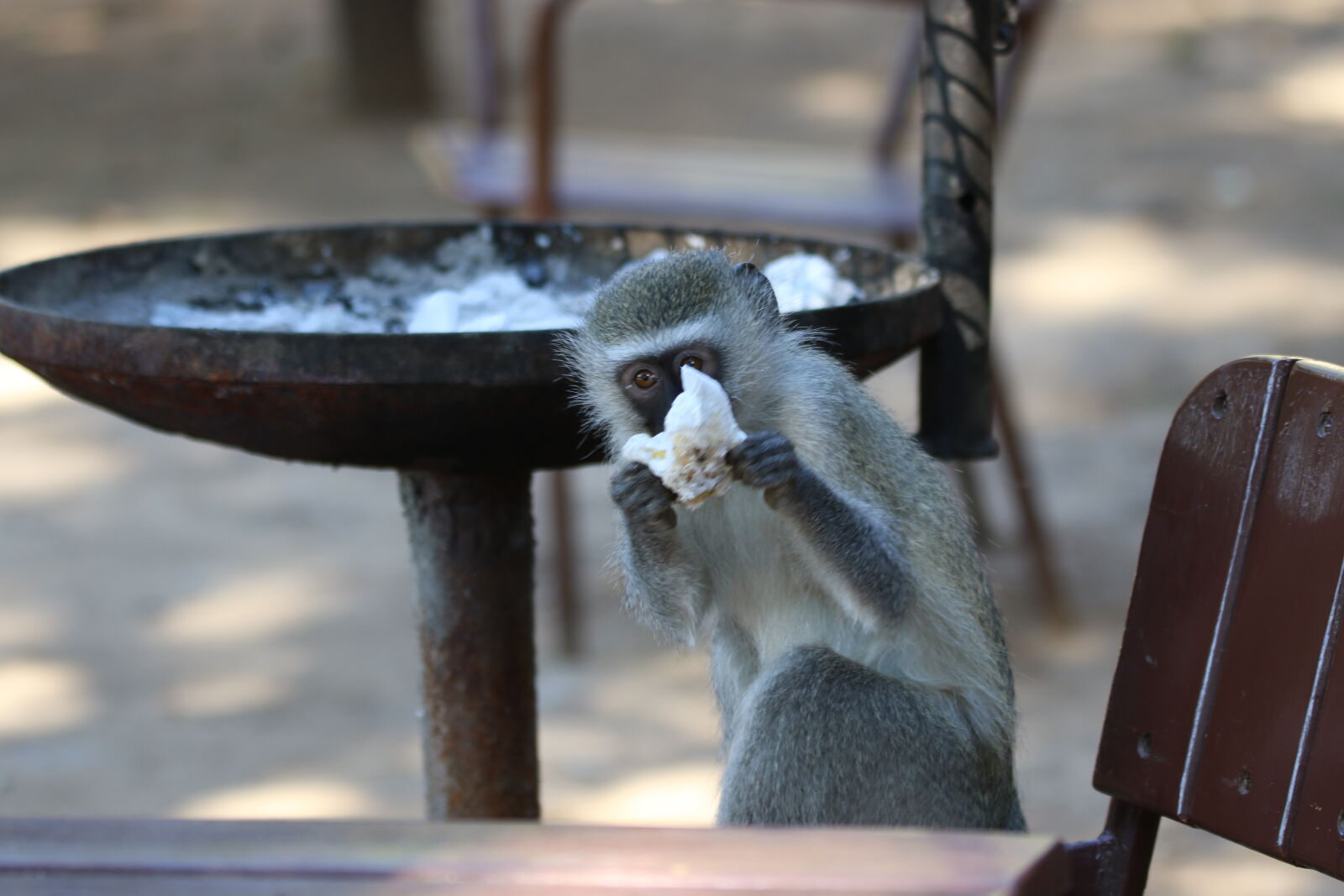 Canon EOS 7D Mark II sample photo. Blow, blow, nose, braai photography
