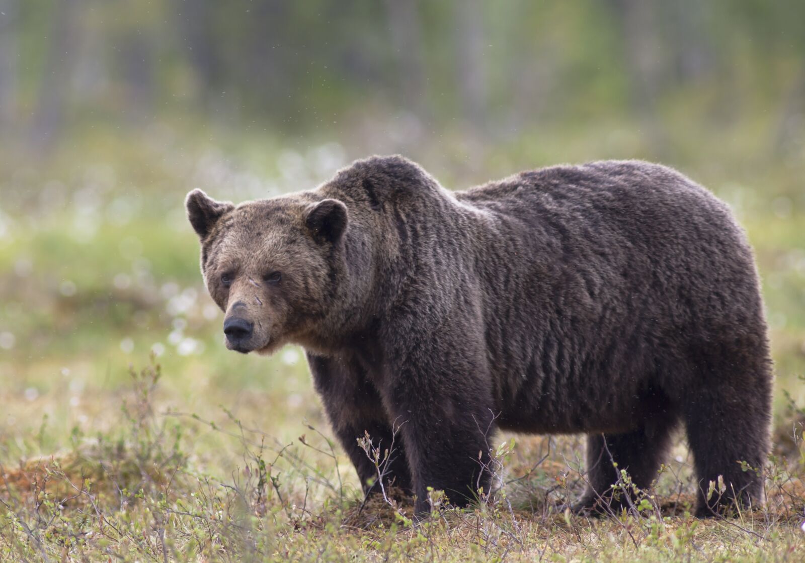 Canon EOS 5D Mark II sample photo. Bear, brown bear, the photography