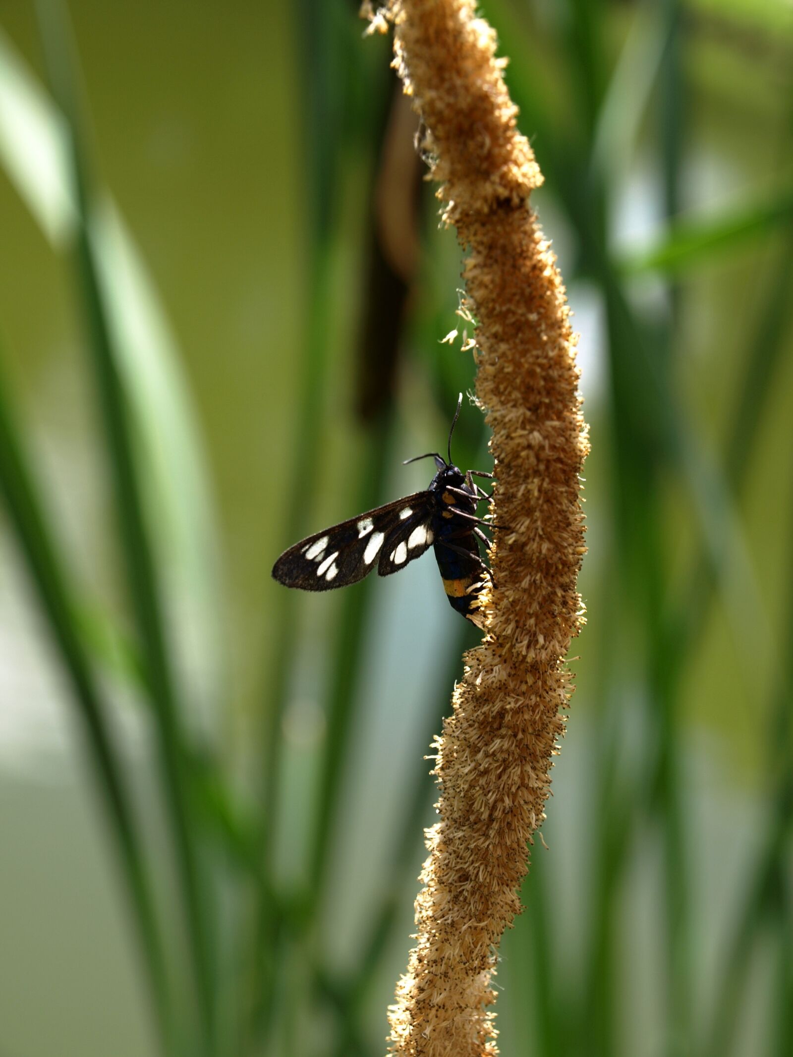 Olympus E-510 (EVOLT E-510) sample photo. Insects, nature photography