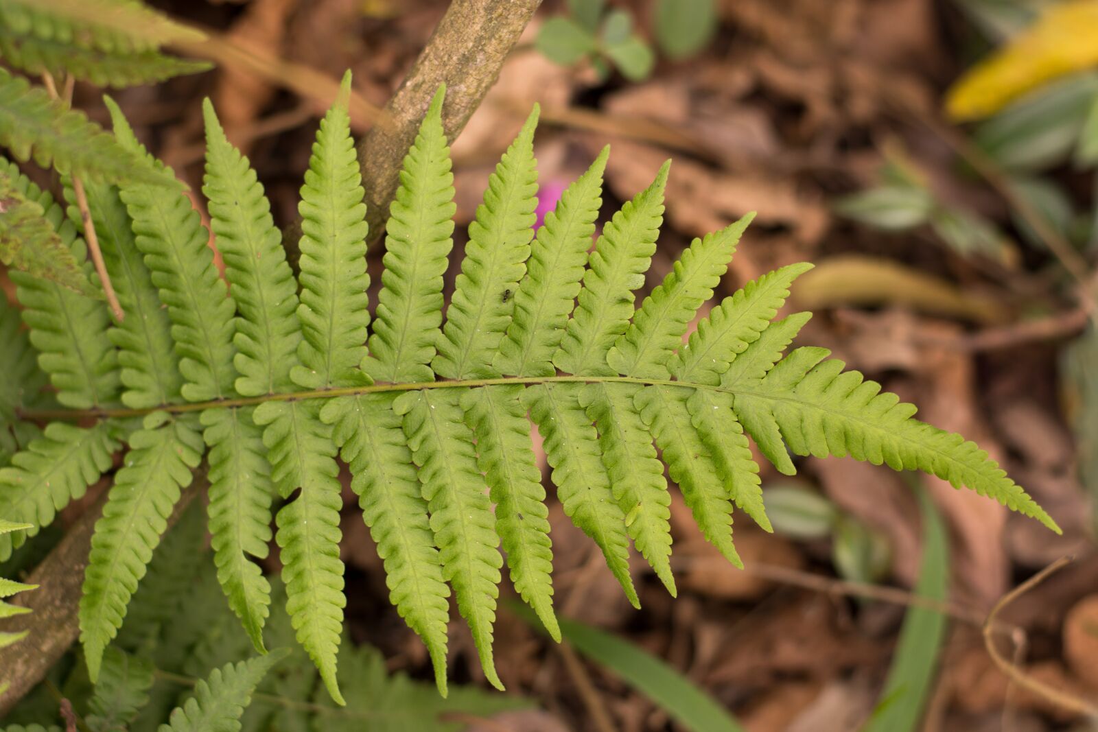 Nikon D7200 sample photo. Fern, park, green photography