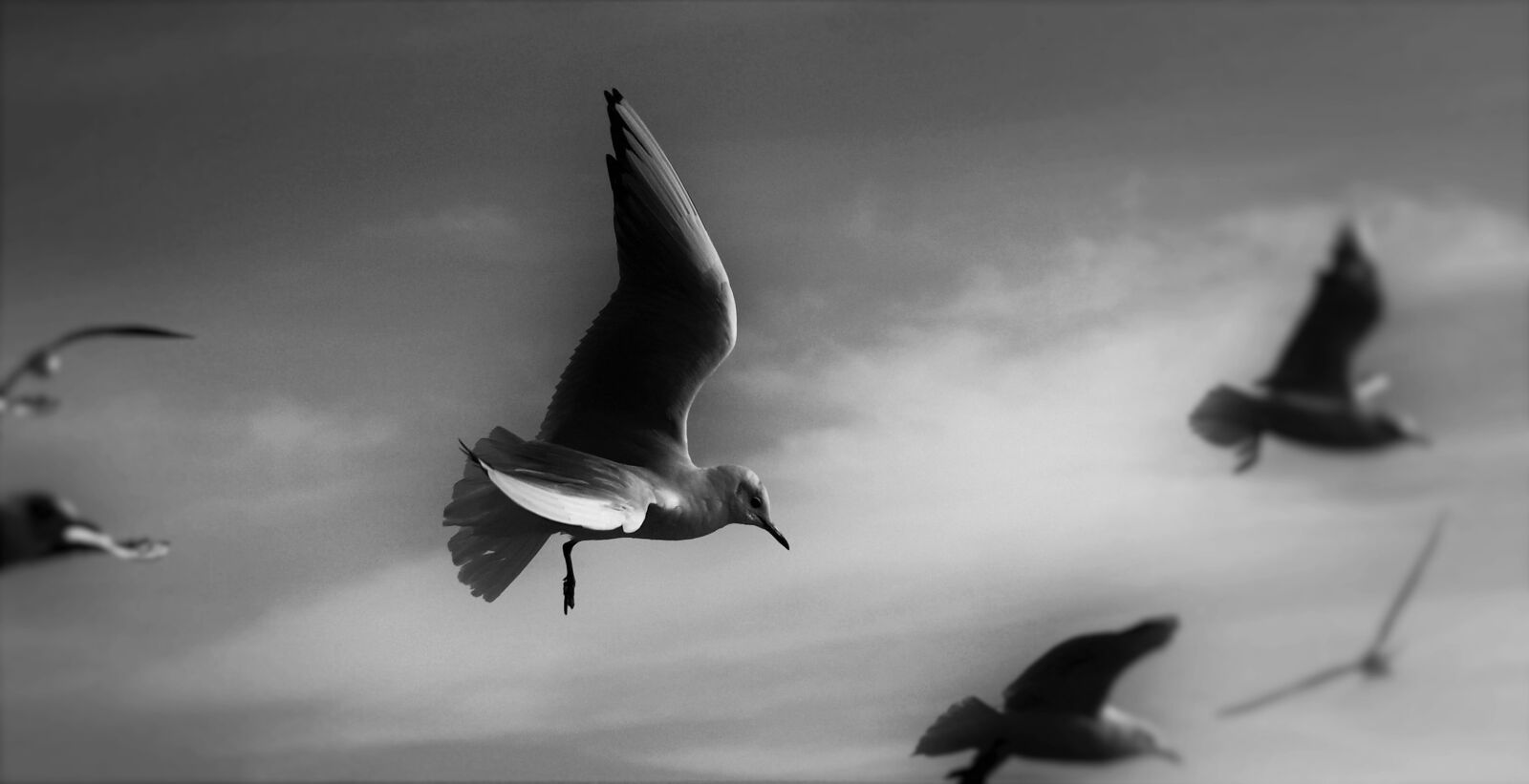 Olympus E-420 (EVOLT E-420) sample photo. Gulls, animals, birds photography