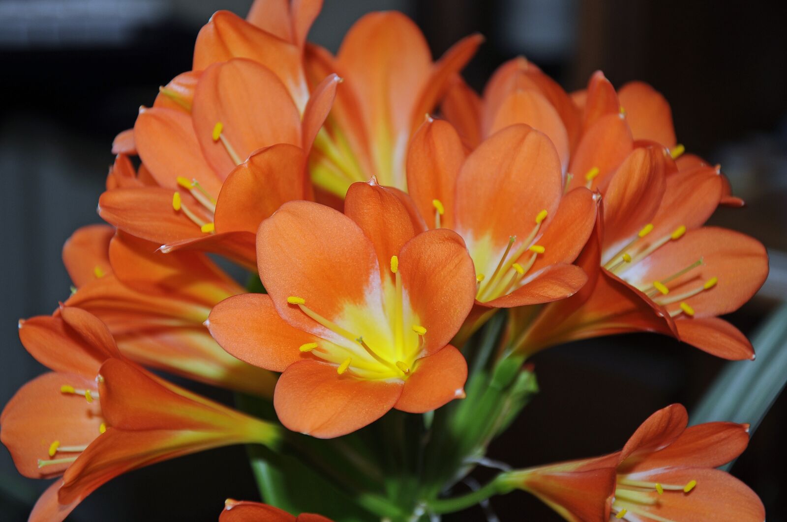 Nikon D90 sample photo. Clievie, flower, plant photography