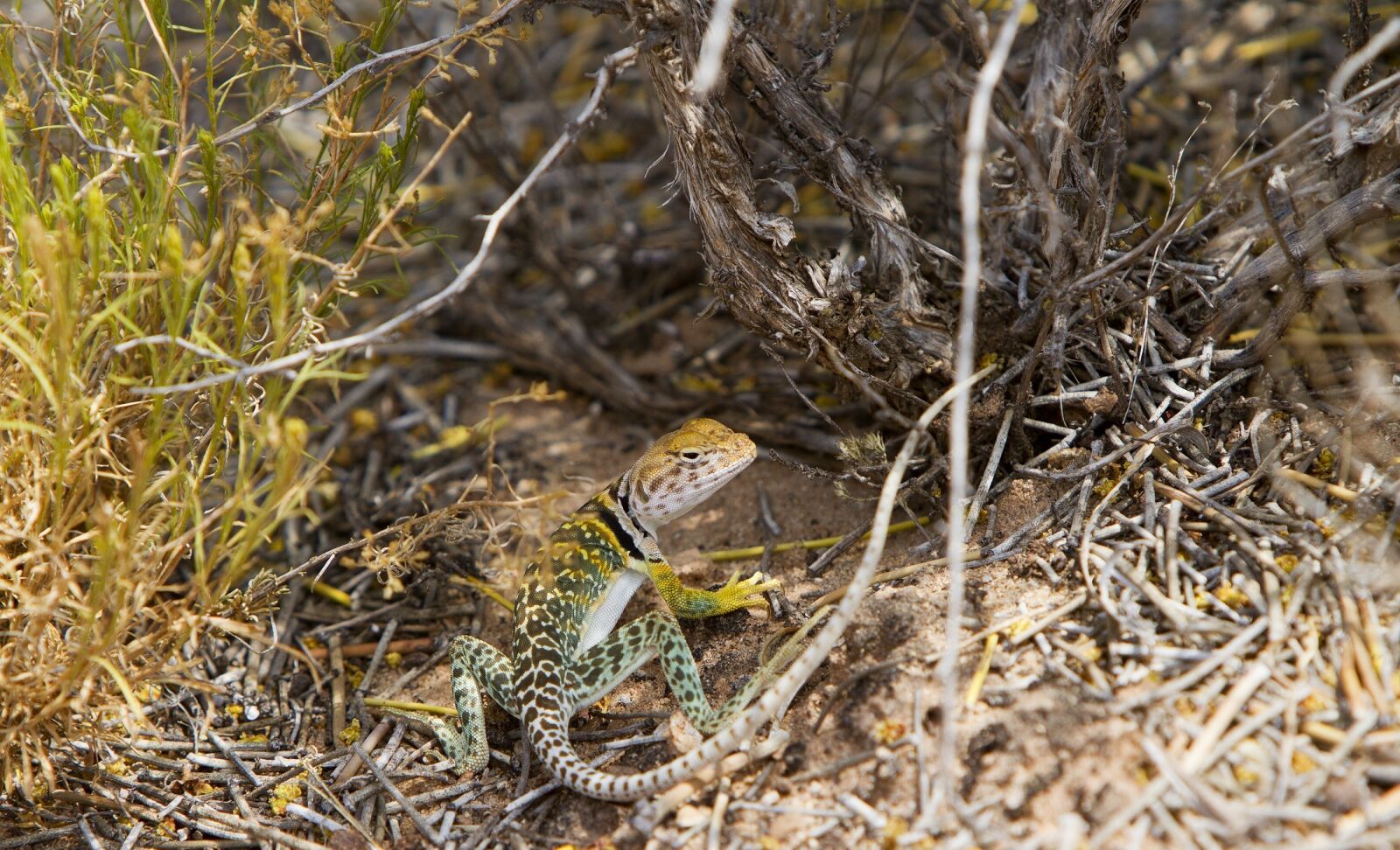 Canon EF 70-200mm F2.8L IS USM sample photo. Collared lizard, reptile, portrait photography