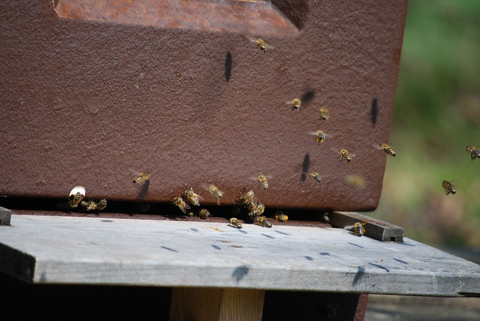 Nikon D60 sample photo. Nature, wood, bees photography