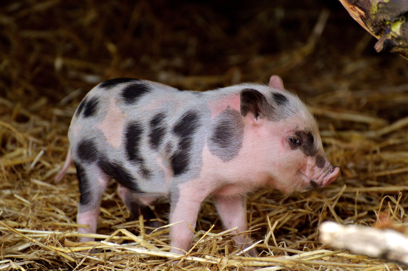 Nikon D3200 sample photo. Piglet, small pigs, mini photography