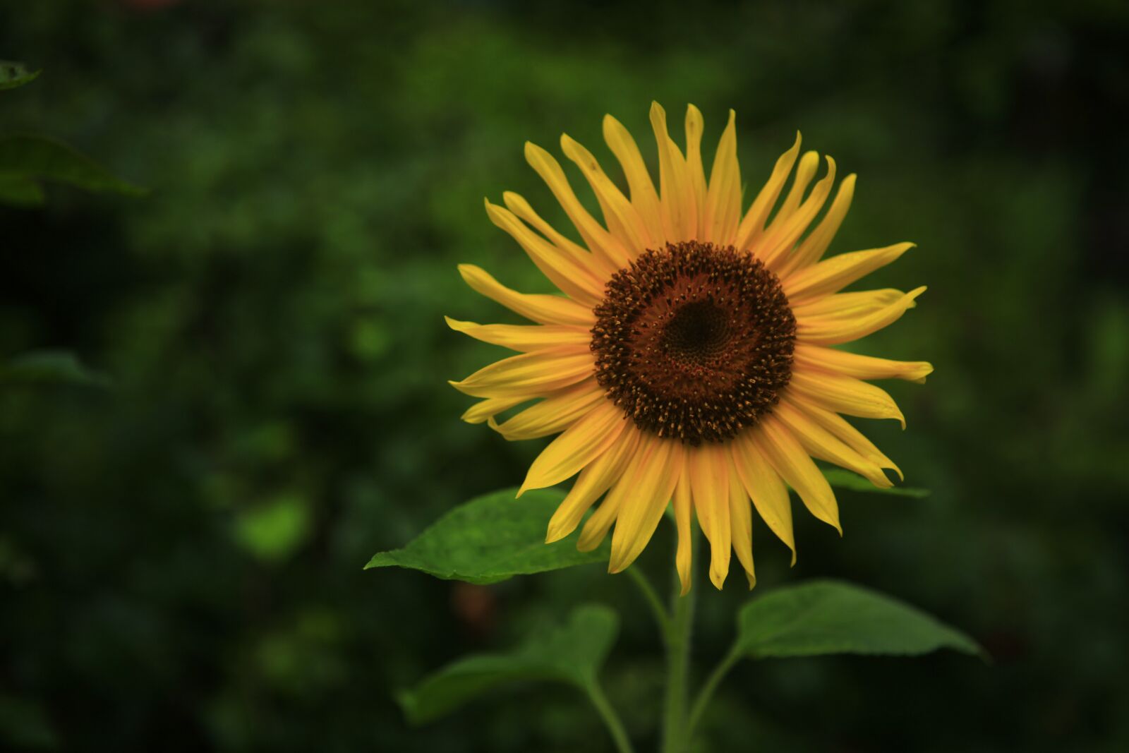 Canon EOS 5D Mark II sample photo. Sunflower, flowers, yellow photography