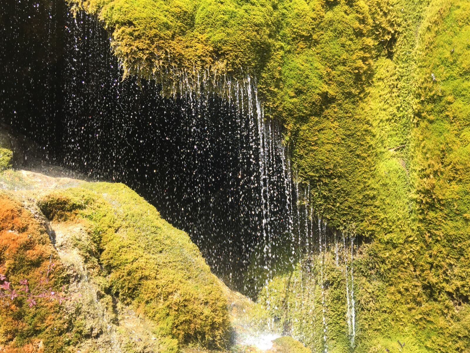 iPhone 6 Plus back camera 4.15mm f/2.2 sample photo. Moss, wet, drop of photography