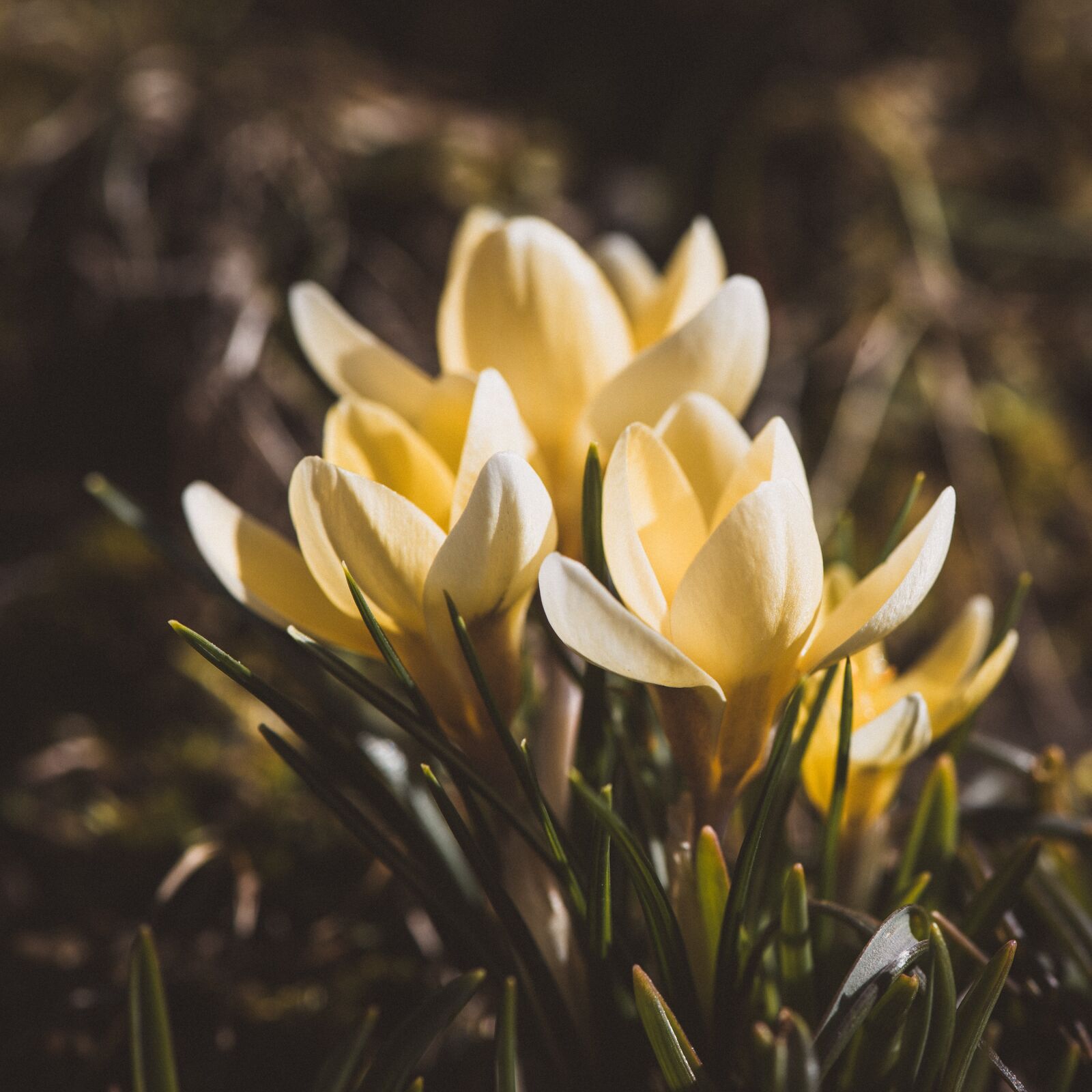 Nikon D750 sample photo. Daffodils, yellow, flowers photography