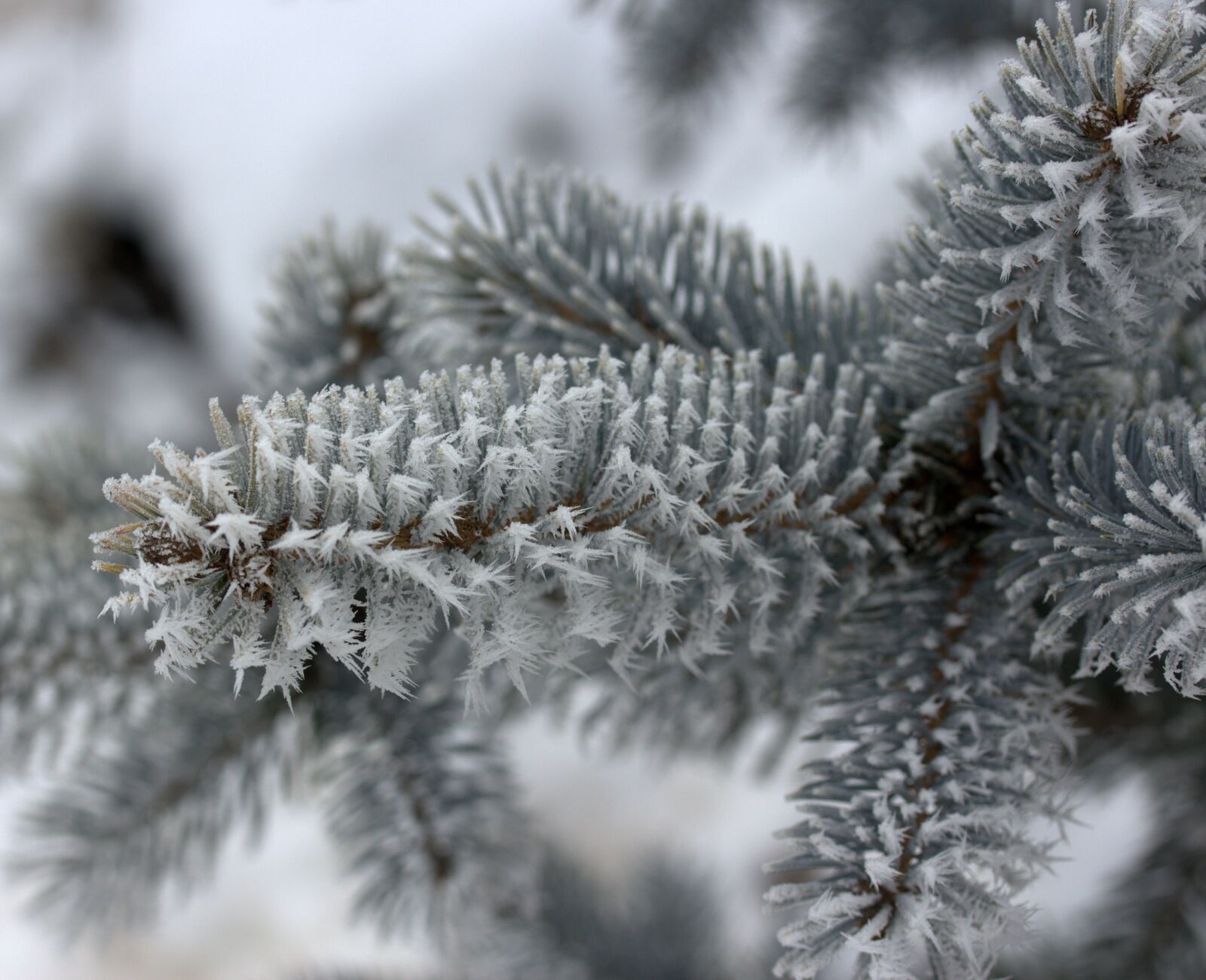 Canon EF-S 60mm F2.8 Macro USM sample photo. Branch, frozen, rime photography