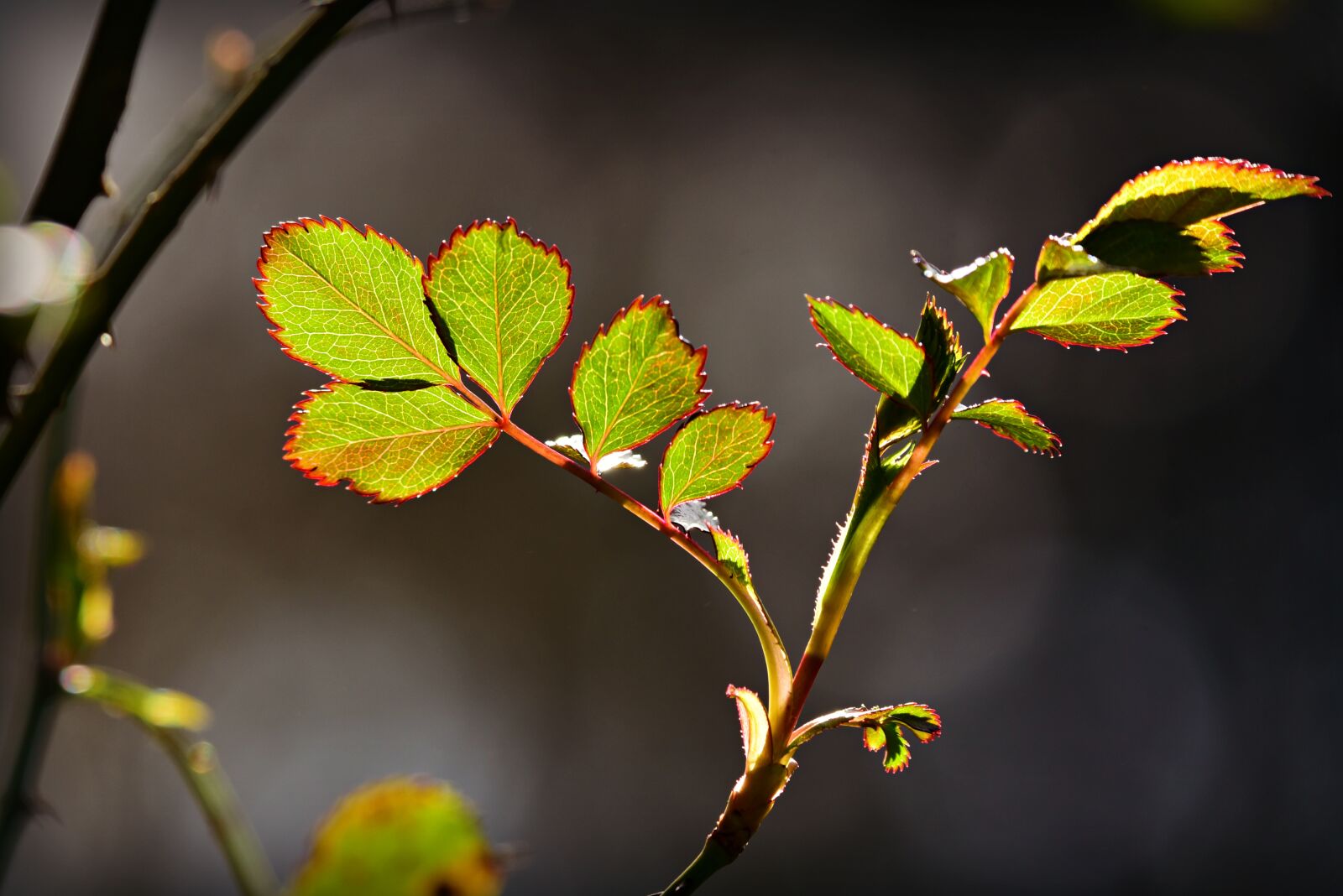 Nikon D750 sample photo. Rose leaf, twig, rose photography