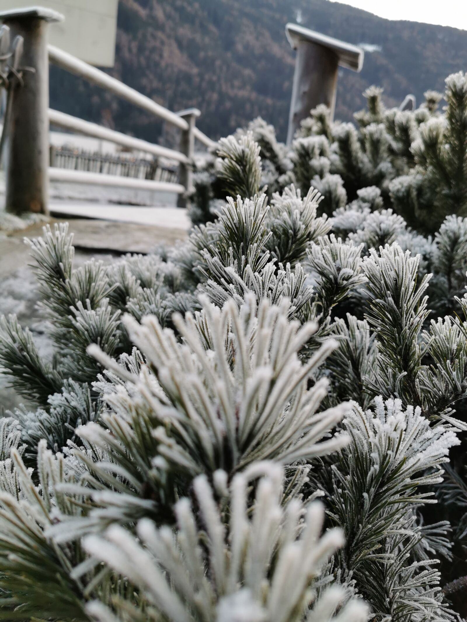 HUAWEI P30 Pro sample photo. Ice, tree, winter photography