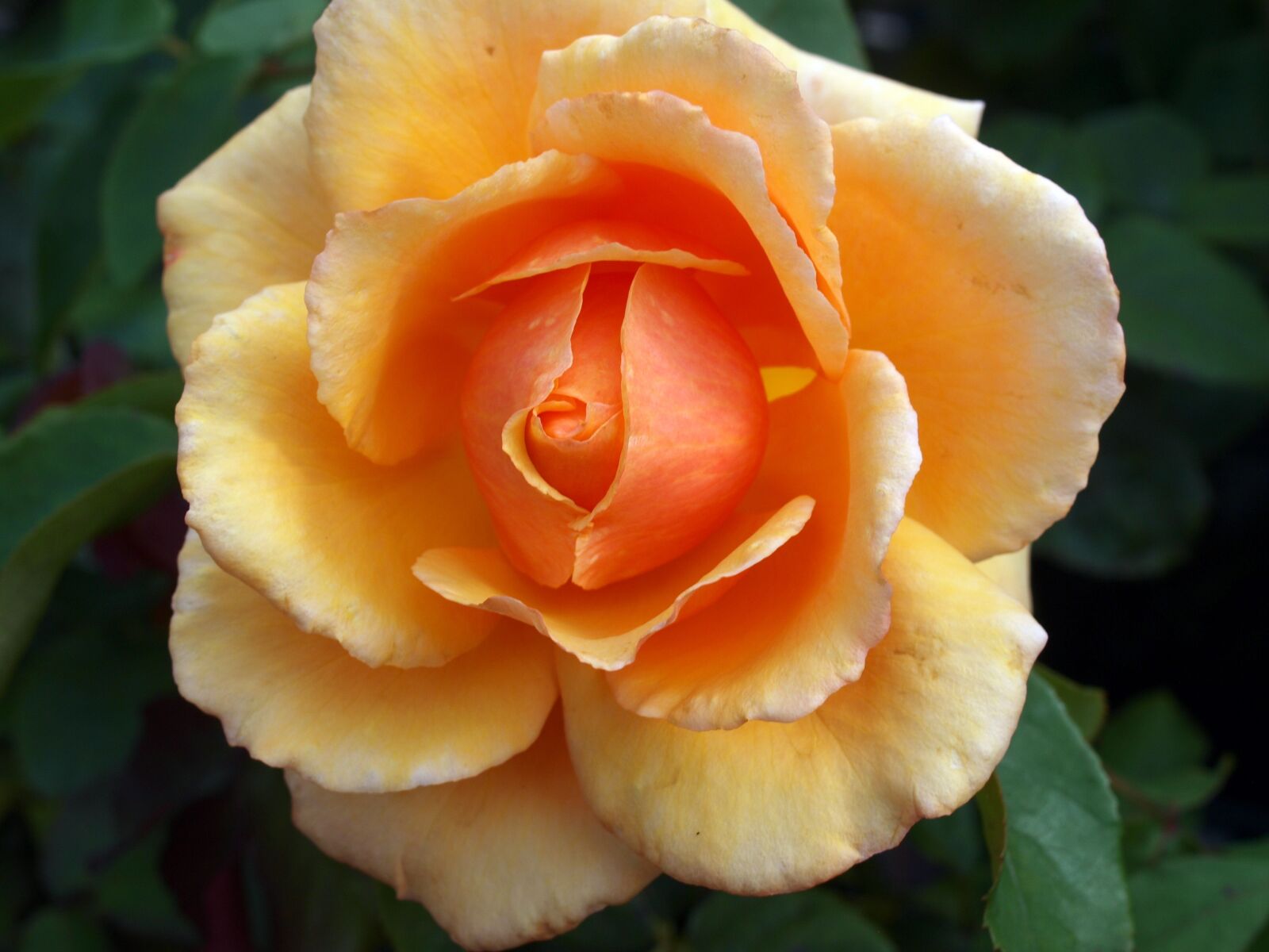 Olympus E-520 (EVOLT E-520) sample photo. Flower, roses, bloom photography