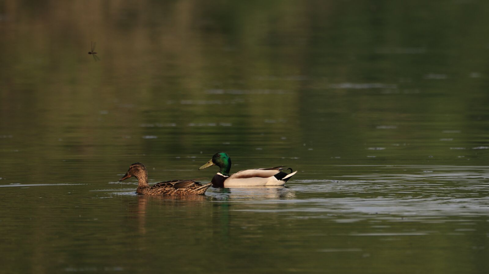 150-600mm F5-6.3 DG OS HSM | Contemporary 015 sample photo. Nature, lake, waters photography