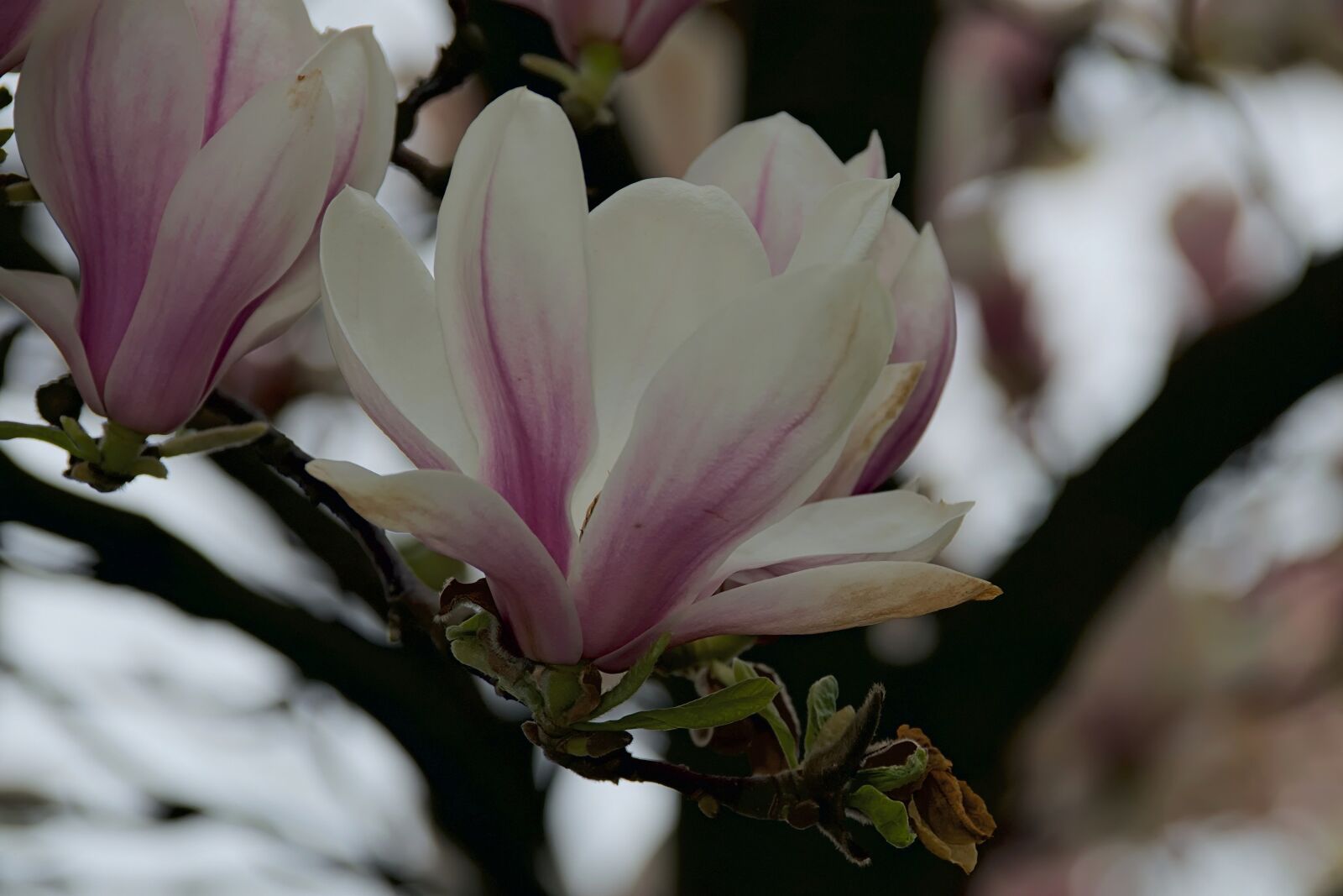 Nikon D3300 sample photo. Magnolias, magnolia flower, flower photography