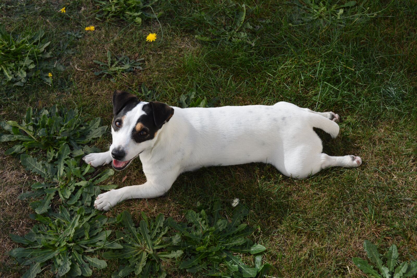 Nikon D7100 sample photo. Jack russel, dog, sunset photography