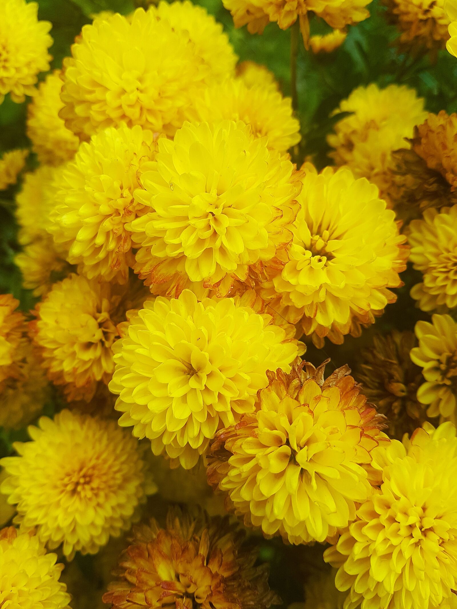 Samsung Galaxy S7 Edge sample photo. Ornament, decorative, design photography