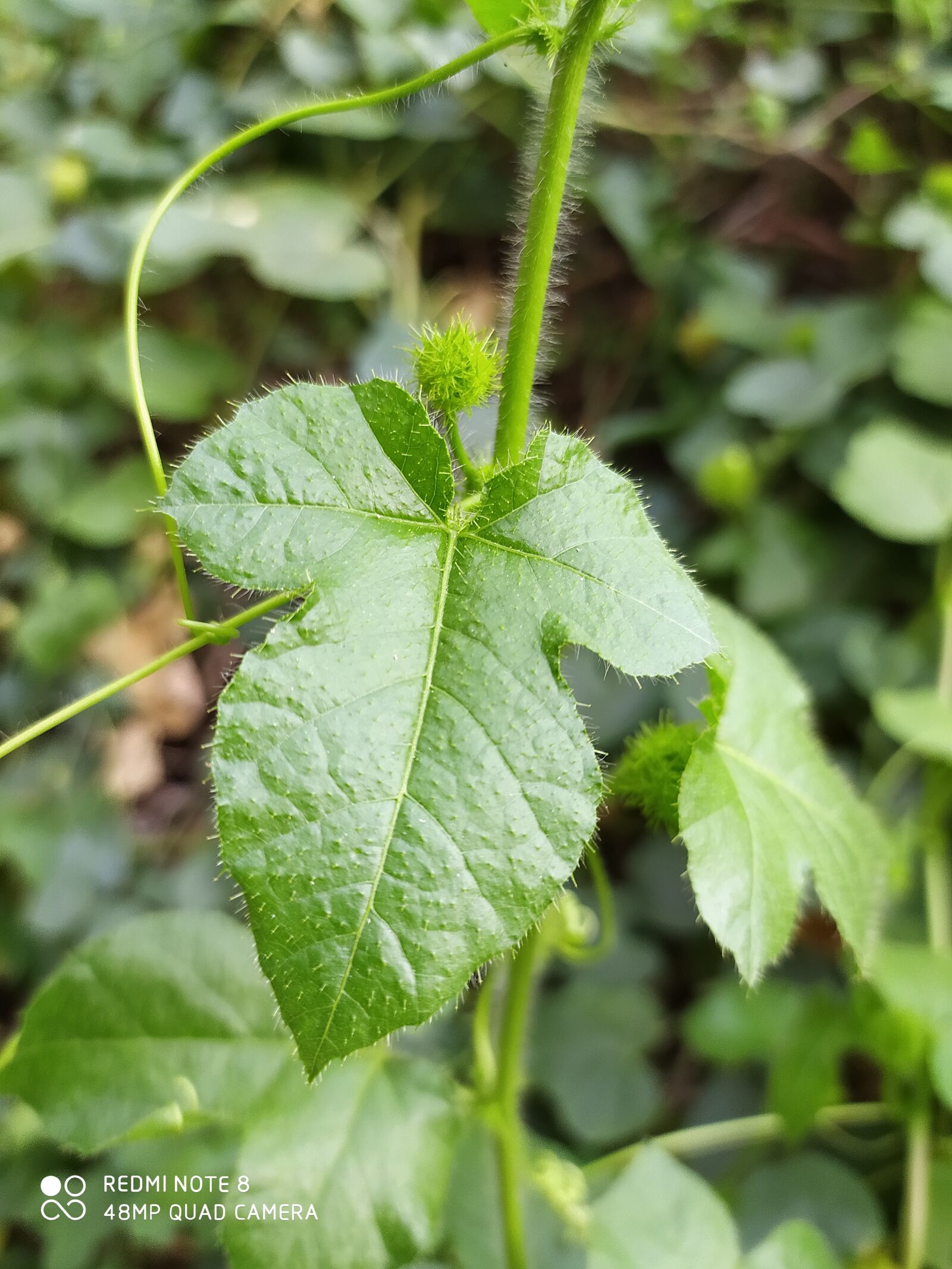 Xiaomi Redmi Note 8 sample photo. Captionplus, photography, photooftheday photography