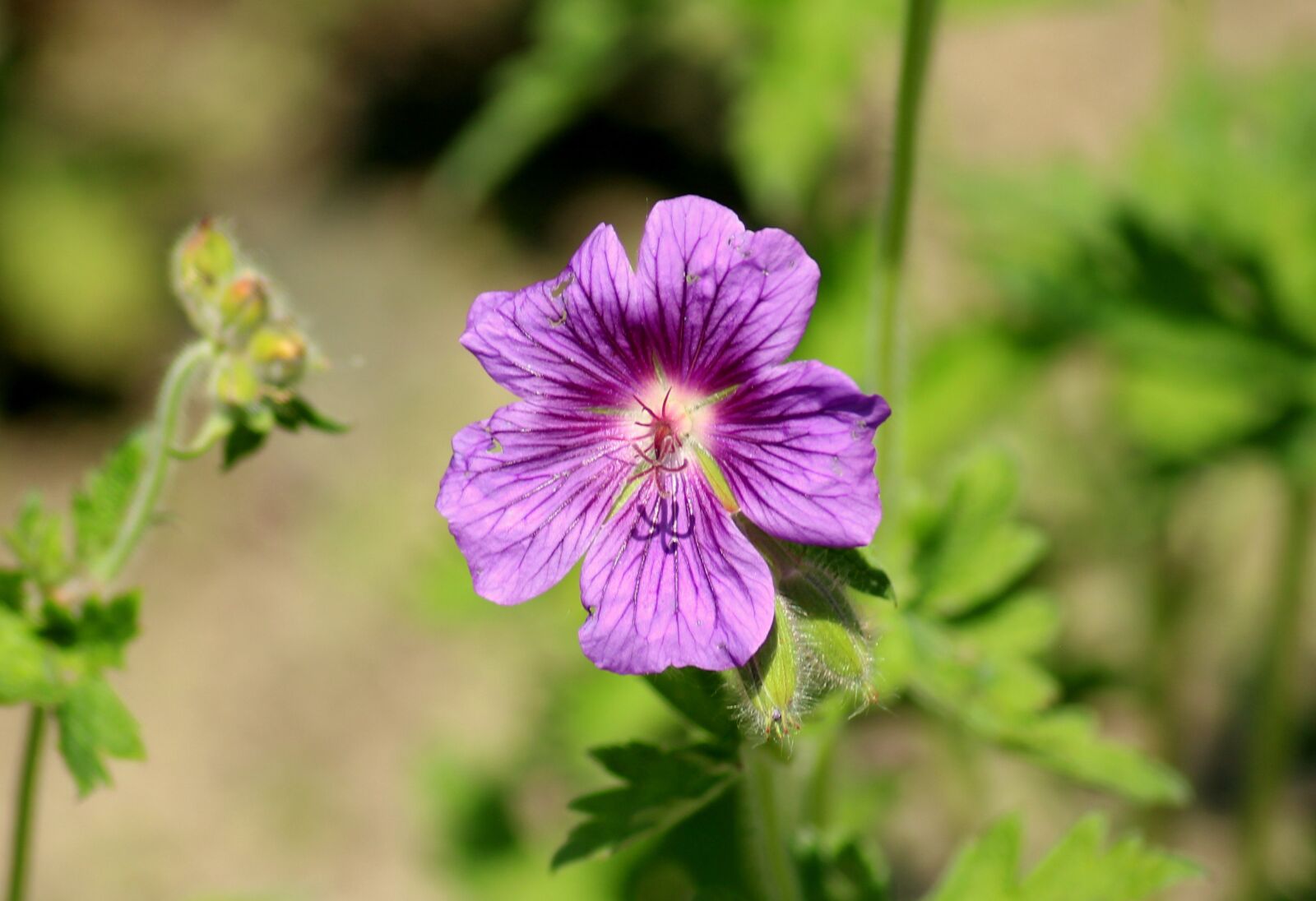 Canon EOS 1200D (EOS Rebel T5 / EOS Kiss X70 / EOS Hi) sample photo. Cranesbill, flower, violet photography