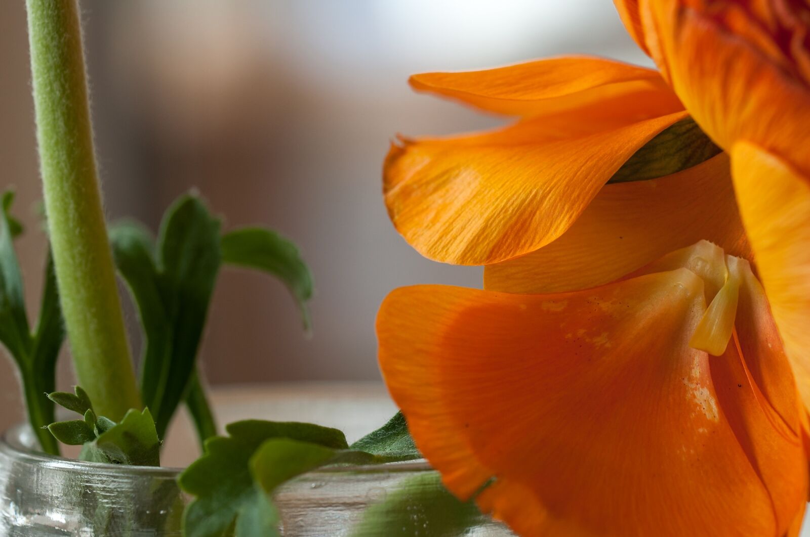 Nikon D90 sample photo. Ranunculus, flower, spring photography
