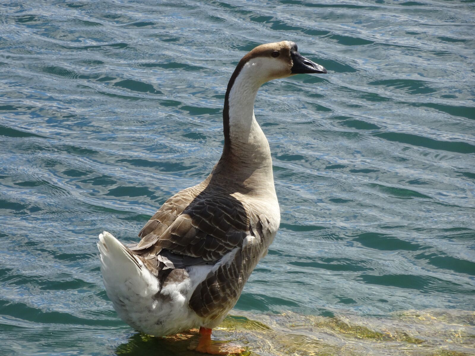 Sony Cyber-shot DSC-HX90V sample photo. Goose, bird, water photography