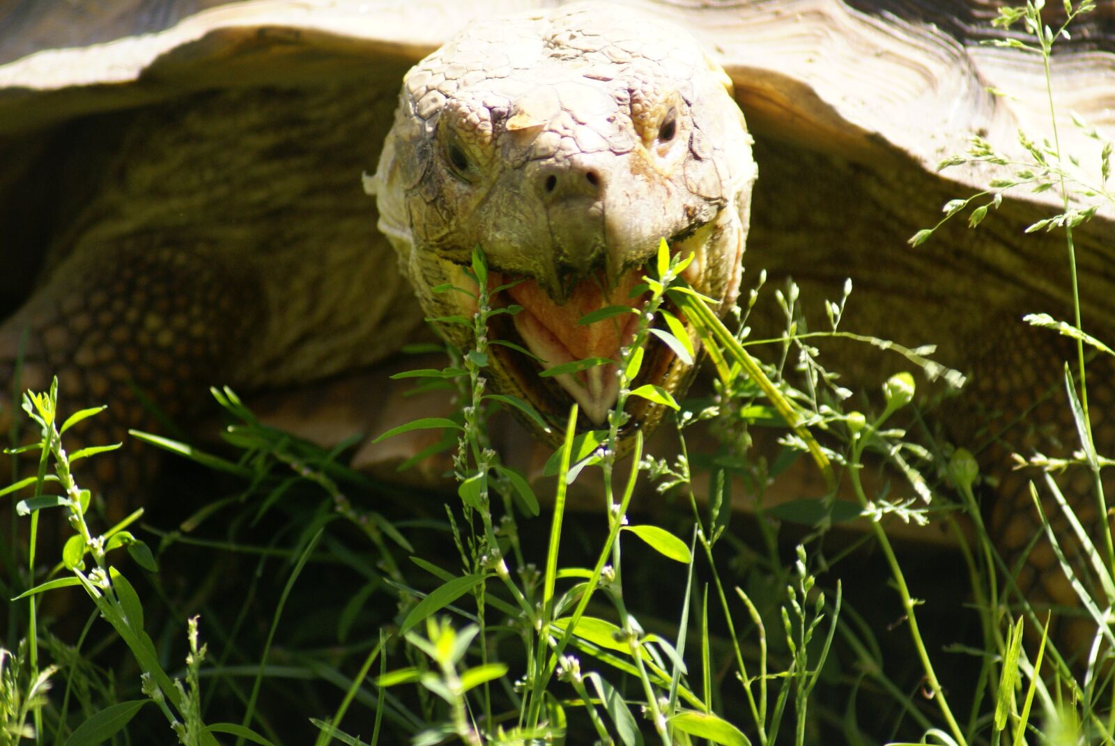 Sony Alpha DSLR-A100 sample photo. Animal, turtle, wildlife photography