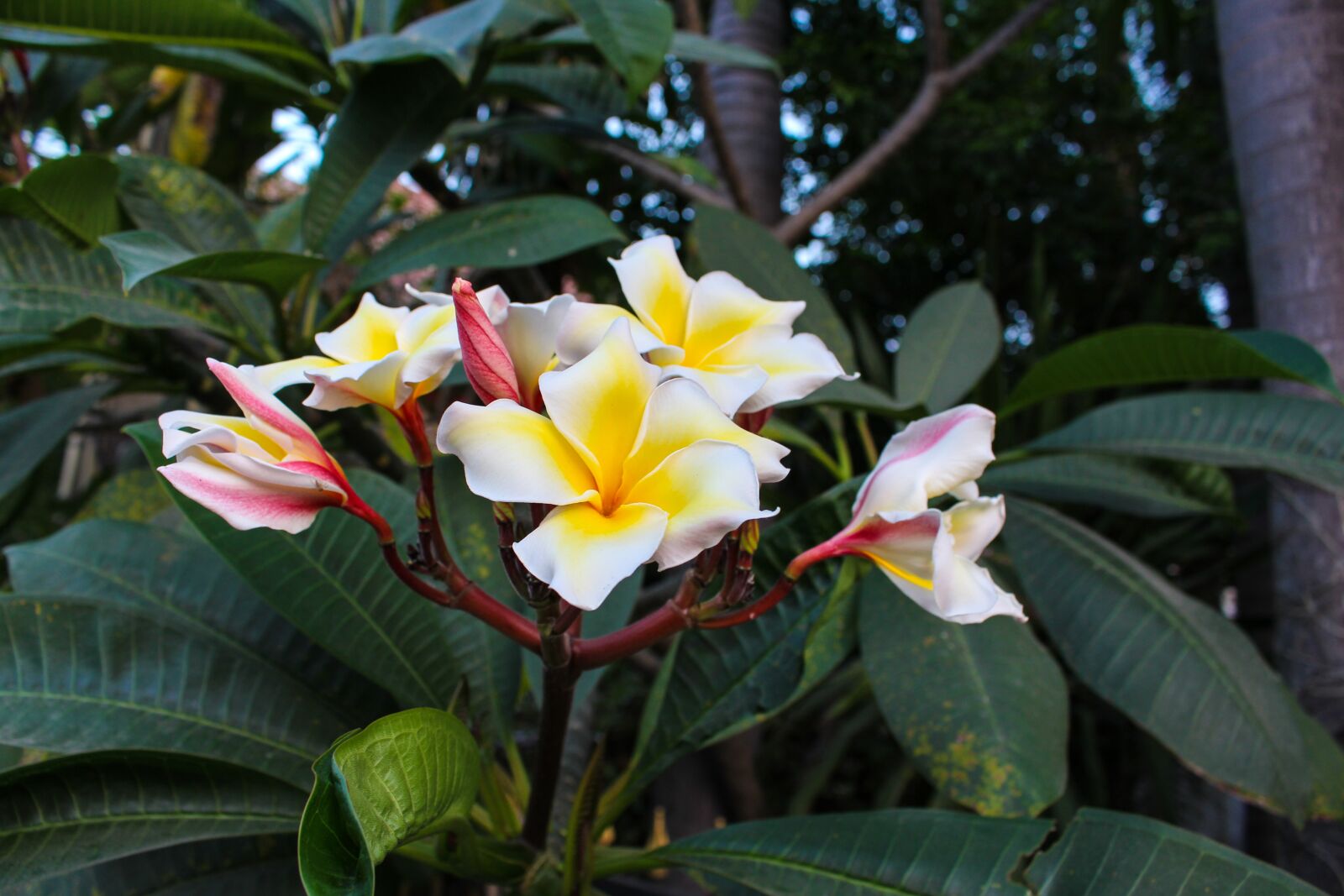 Canon EOS 700D (EOS Rebel T5i / EOS Kiss X7i) sample photo. Fragrapanti, plumeria, open photography