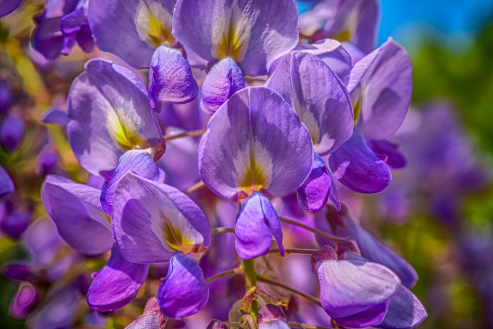 Canon EOS 5D sample photo. Blue rain, wisteria, flower photography