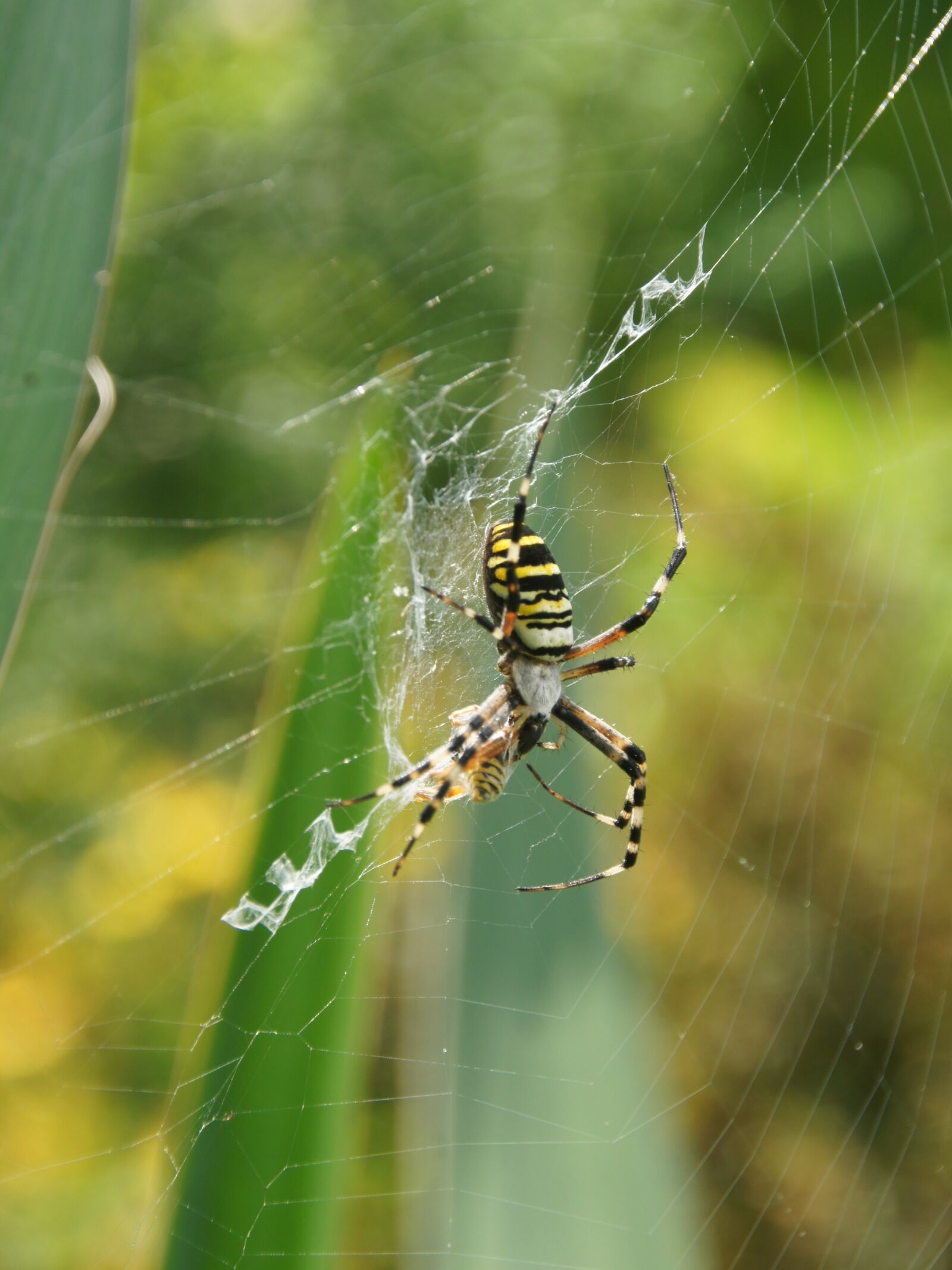 Sony Alpha DSLR-A450 sample photo. Garden spider eats wasp photography