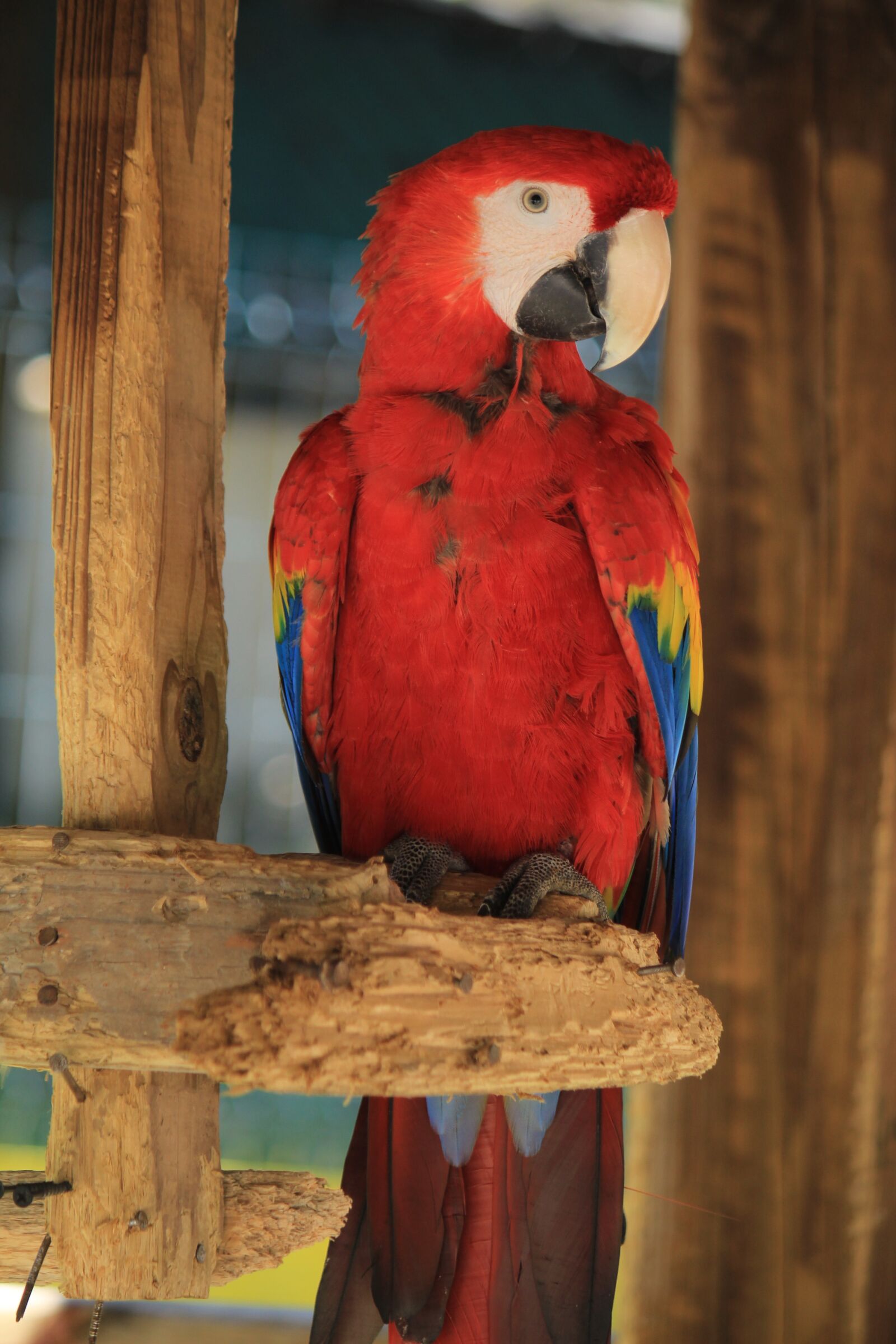 Canon EOS 1200D (EOS Rebel T5 / EOS Kiss X70 / EOS Hi) + Canon EF-S 55-250mm F4-5.6 IS sample photo. Macaw, ave, bird photography
