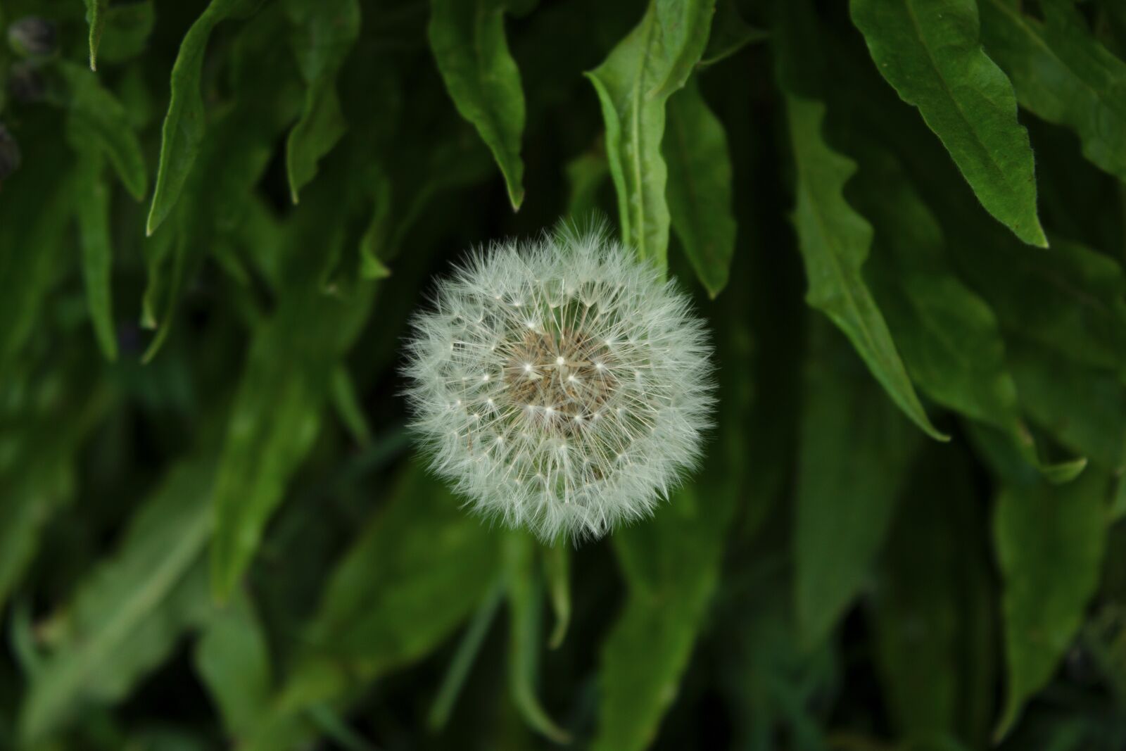 Canon EOS 600D (Rebel EOS T3i / EOS Kiss X5) sample photo. Dandelion, grass, spring photography