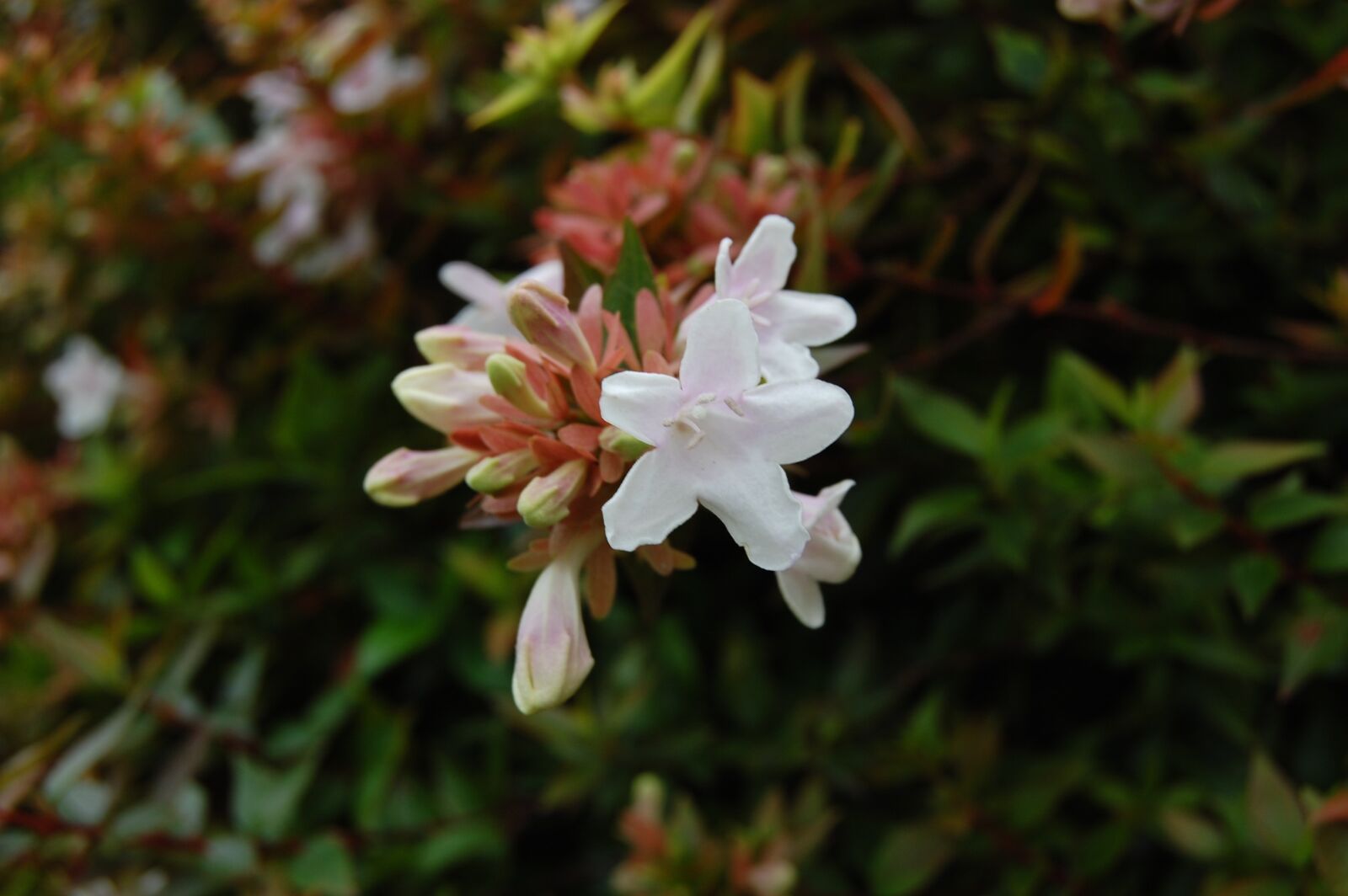 Nikon D40 sample photo. Jasmine, fall, winter photography