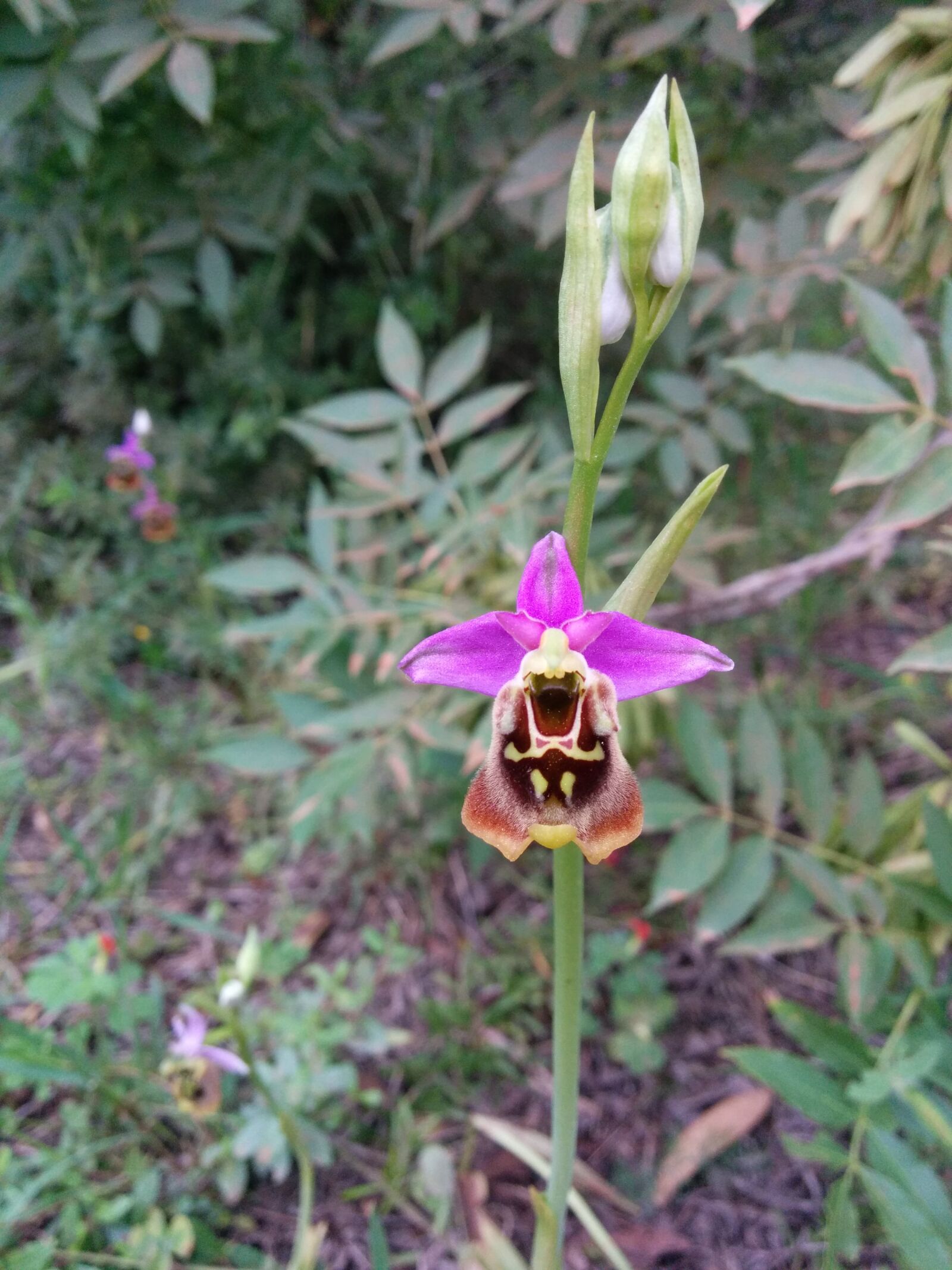 LG Nexus 5 sample photo. Bee orchid, flower, orchid photography