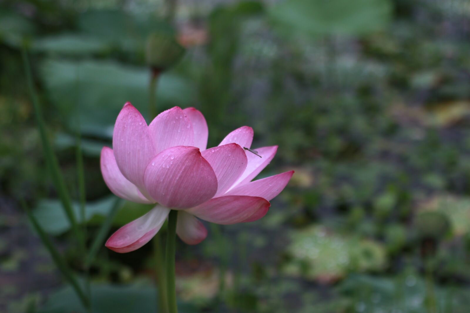 Canon EOS 500D (EOS Rebel T1i / EOS Kiss X3) sample photo. Kite, lotus, water lilies photography
