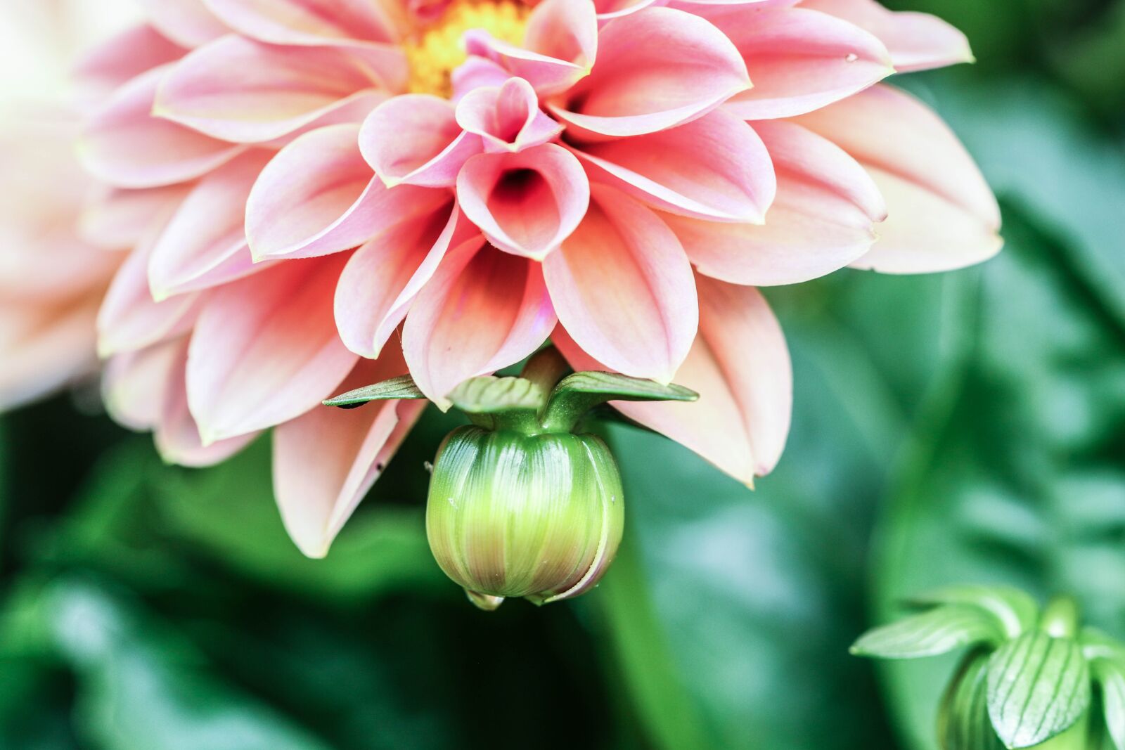 Canon EOS 7D Mark II sample photo. Flower, summer flower, garden photography