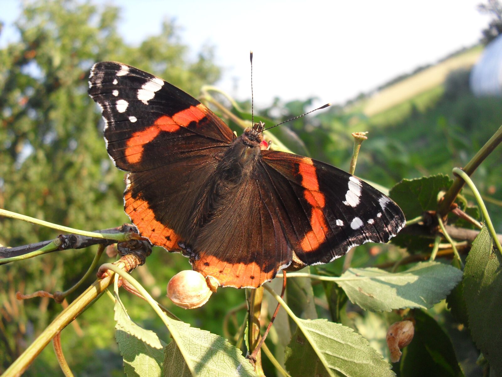 Samsung ES15 / VLUU ES15 /  SL30 sample photo. Butterfly, insect, meadow photography