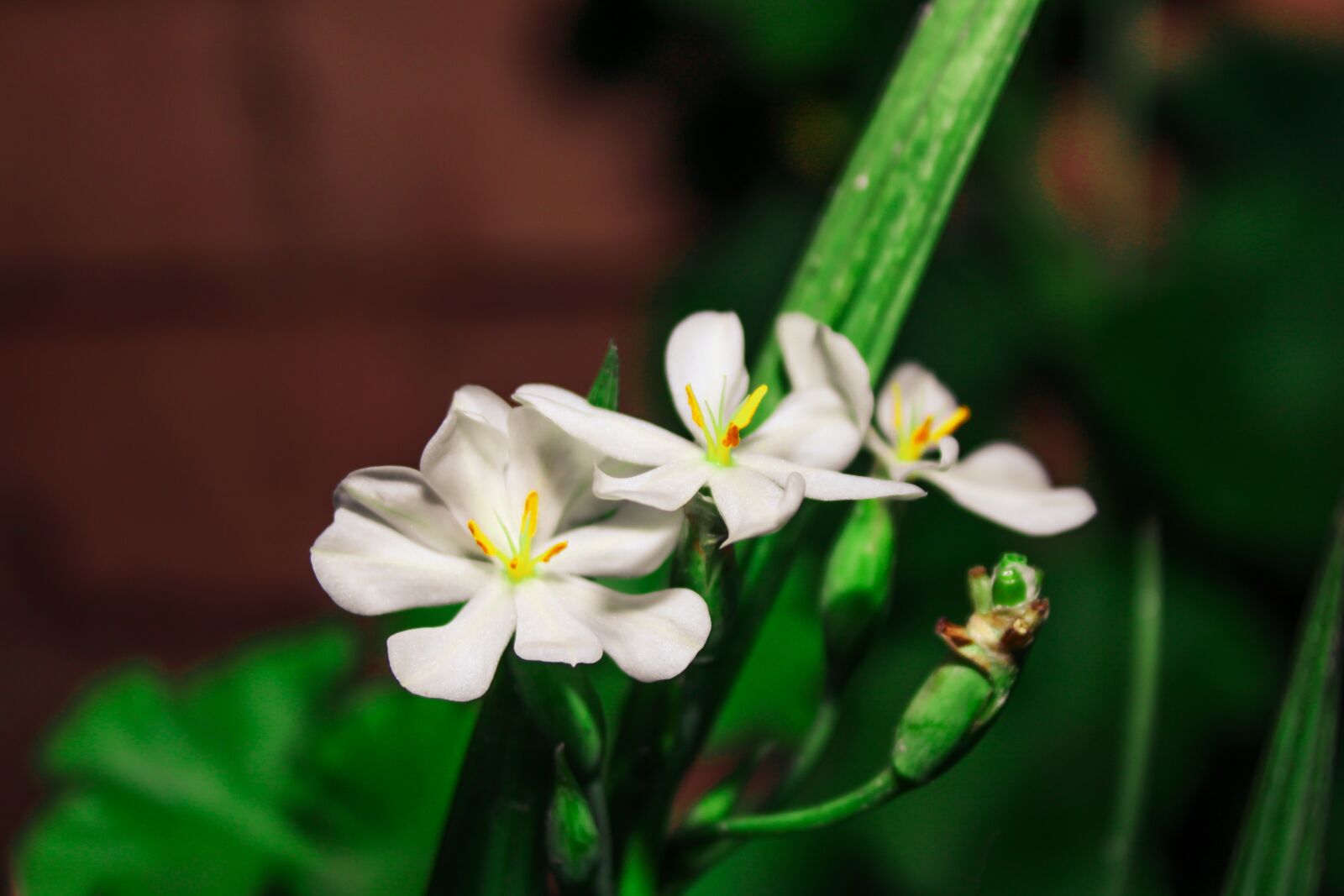 Canon EOS 500D (EOS Rebel T1i / EOS Kiss X3) sample photo. Nature, flowers, petals photography