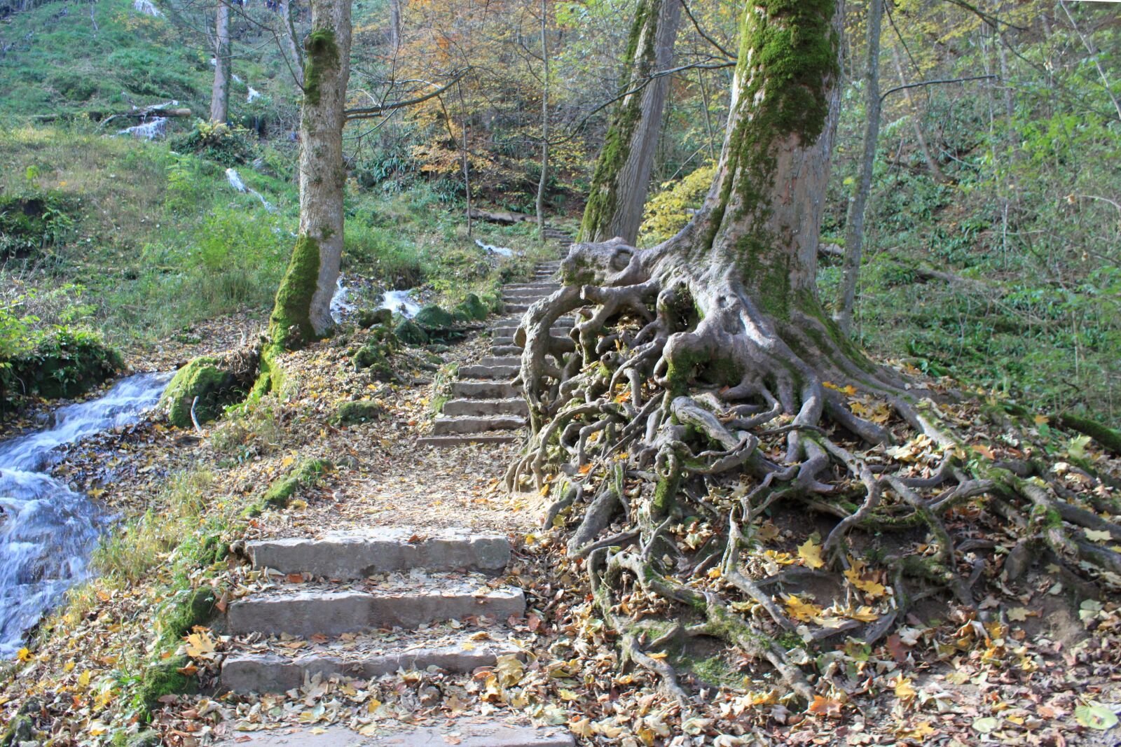 Canon EOS 500D (EOS Rebel T1i / EOS Kiss X3) sample photo. Nature, forest, path photography