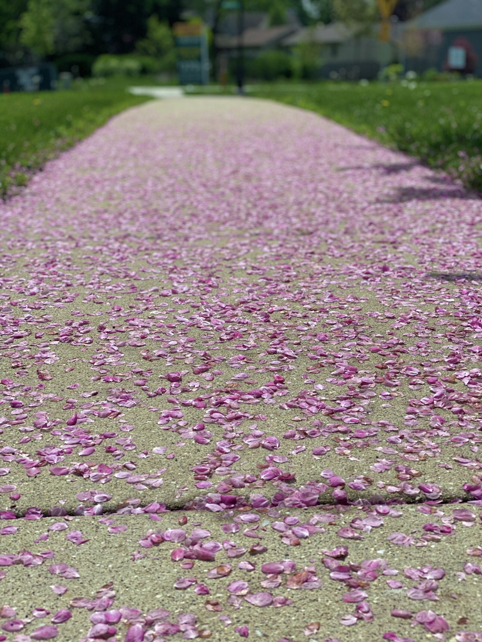 iPhone 11 Pro back dual camera 6mm f/2 sample photo. Purple, path, petals photography
