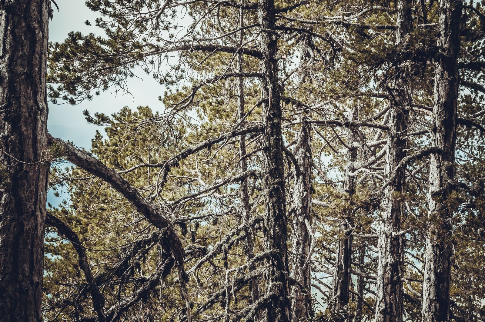 Nikon D300S sample photo. Pine, forest, tree photography
