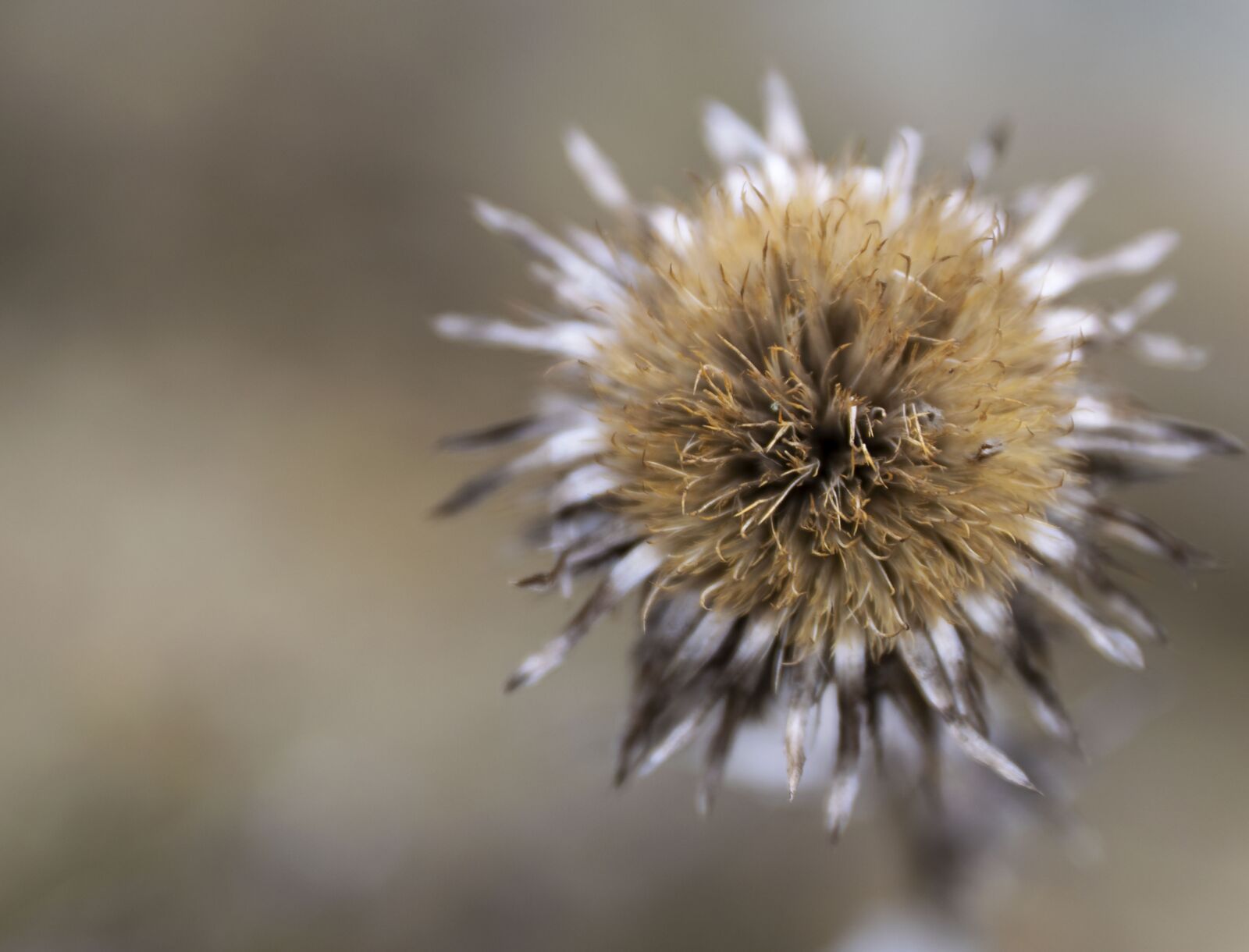 Nikon D5300 sample photo. Odkvitnutie, flower, nature photography